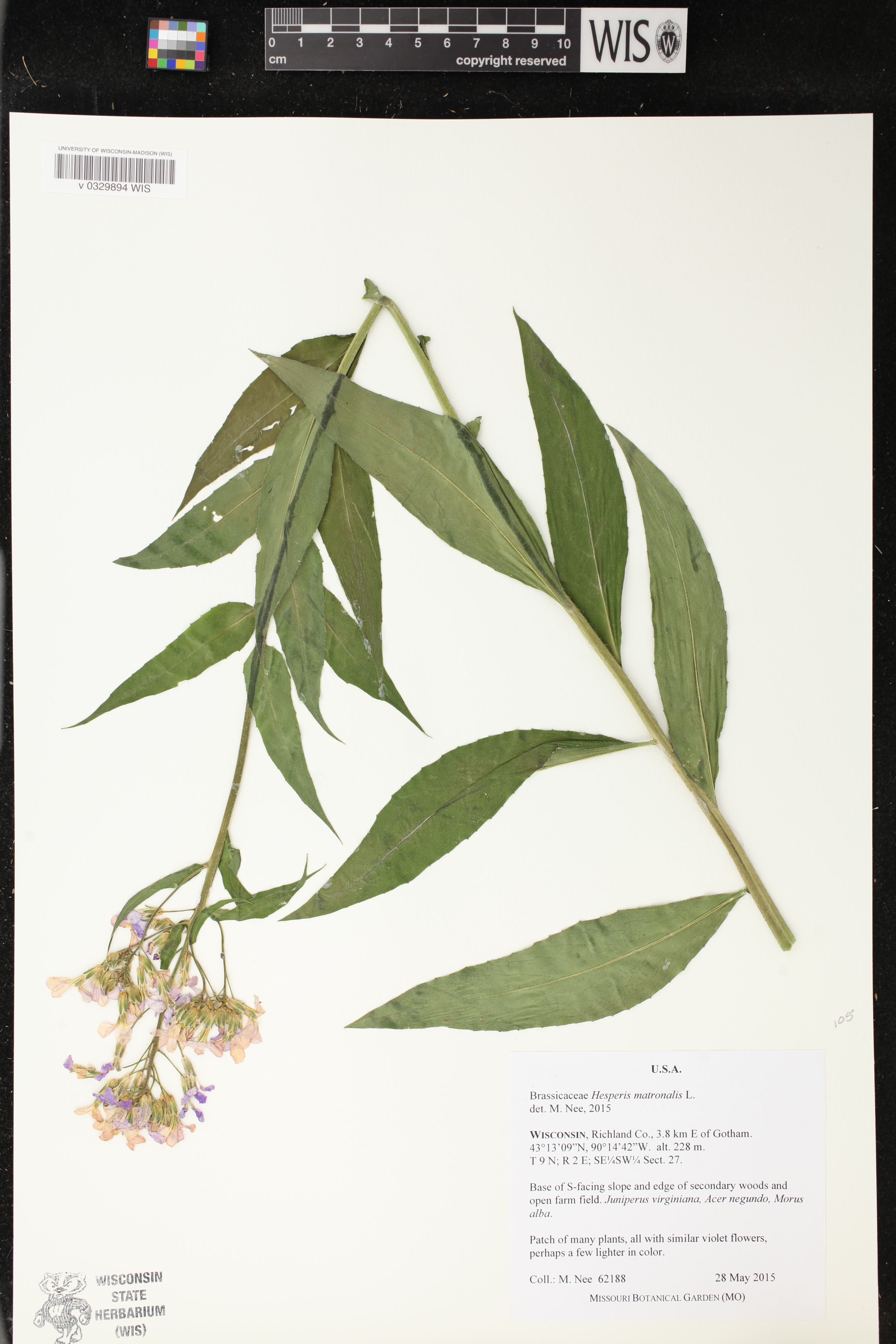 Hesperis matronalis image