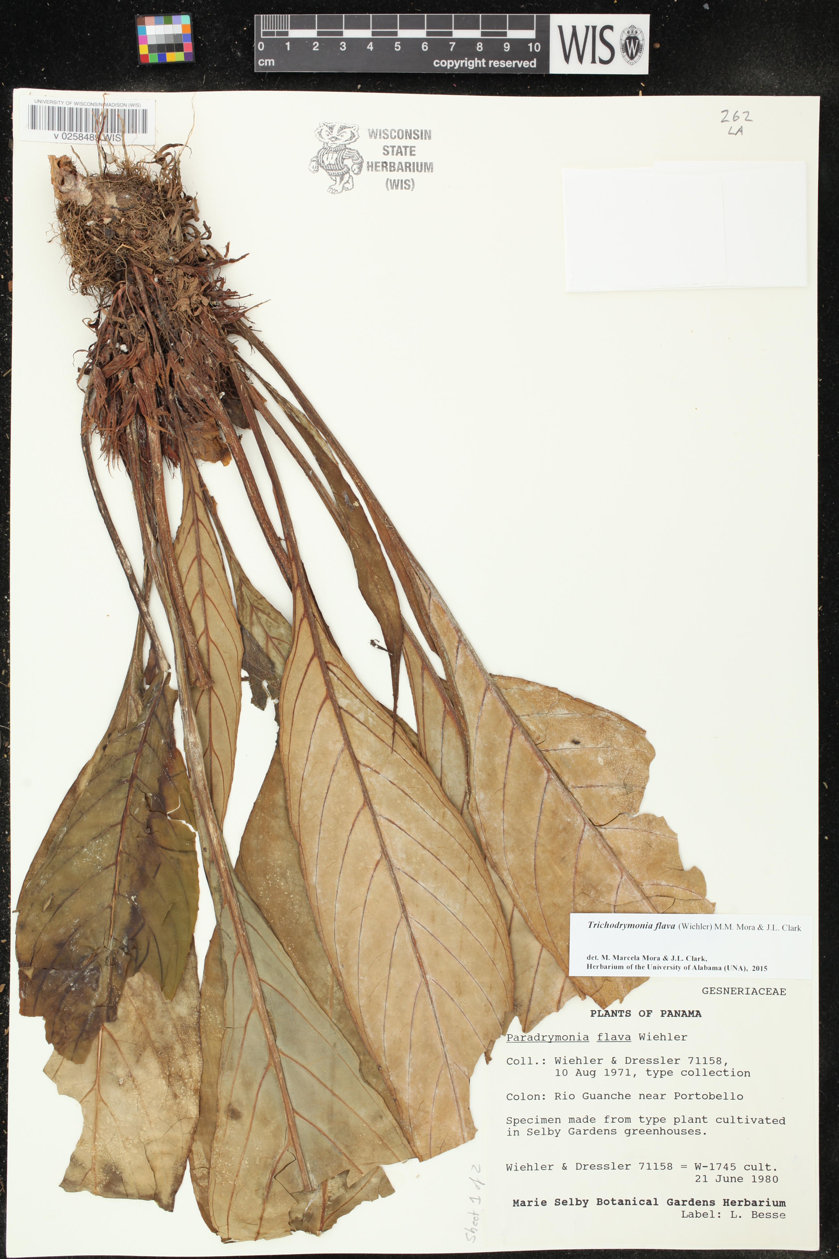 Trichodrymonia flava image