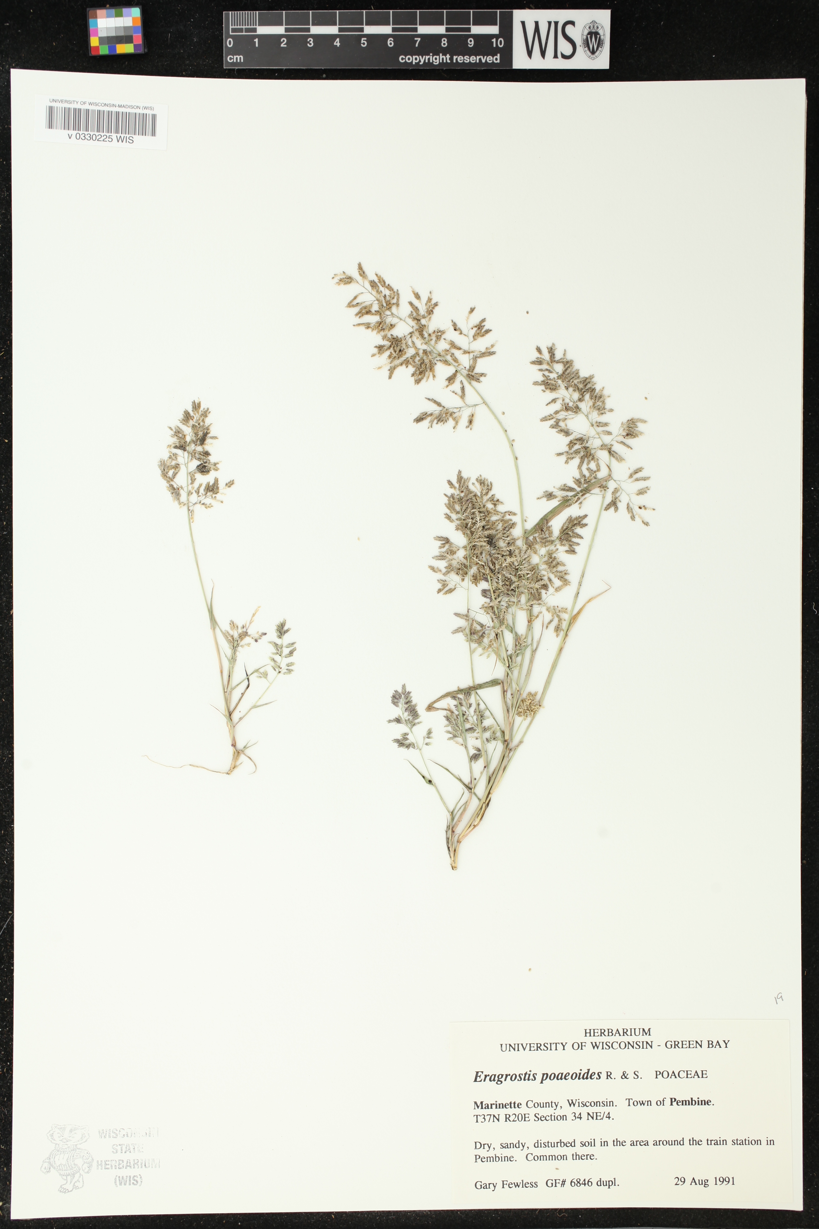 Eragrostis minor image