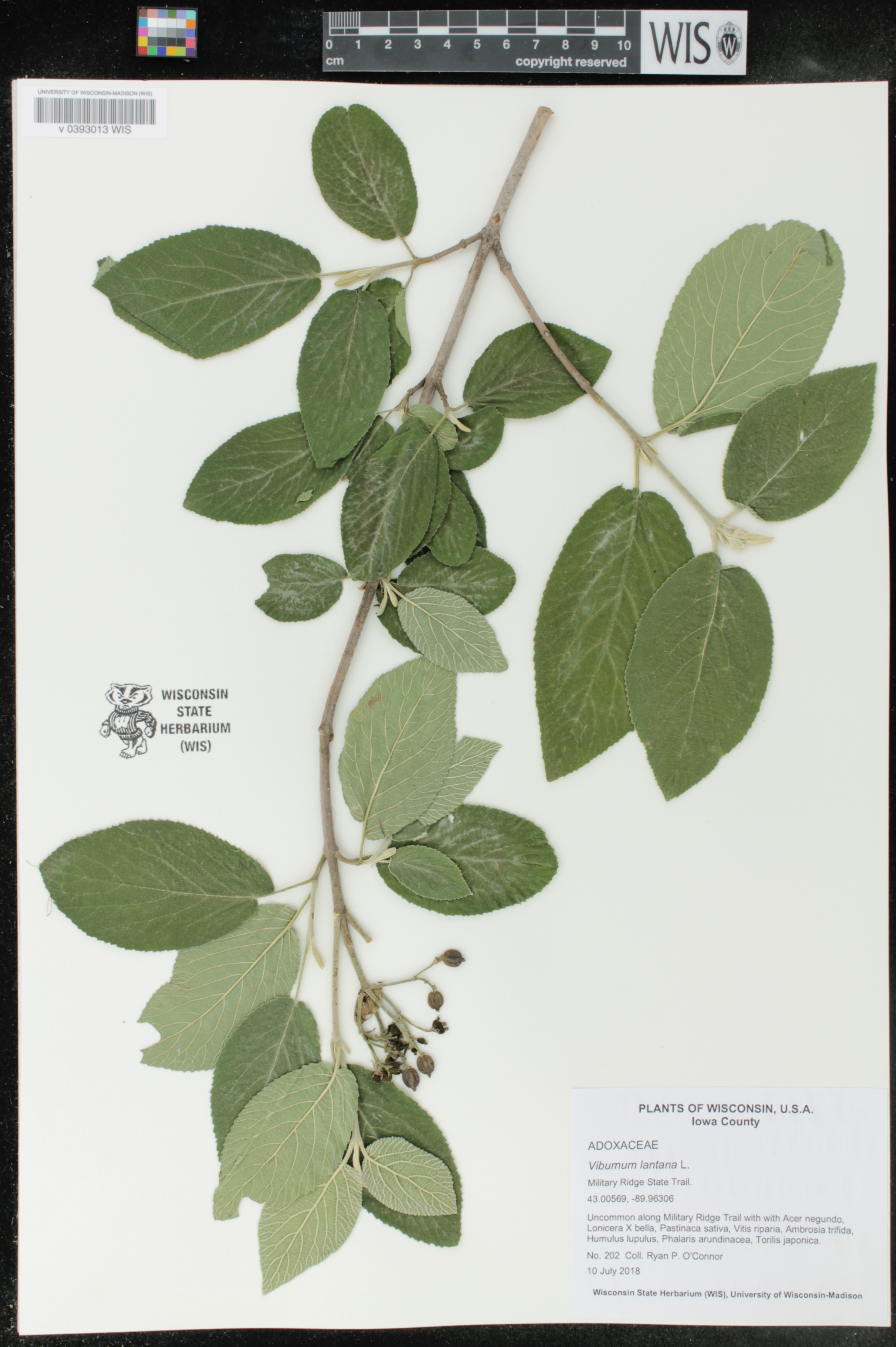 Viburnum lantana image