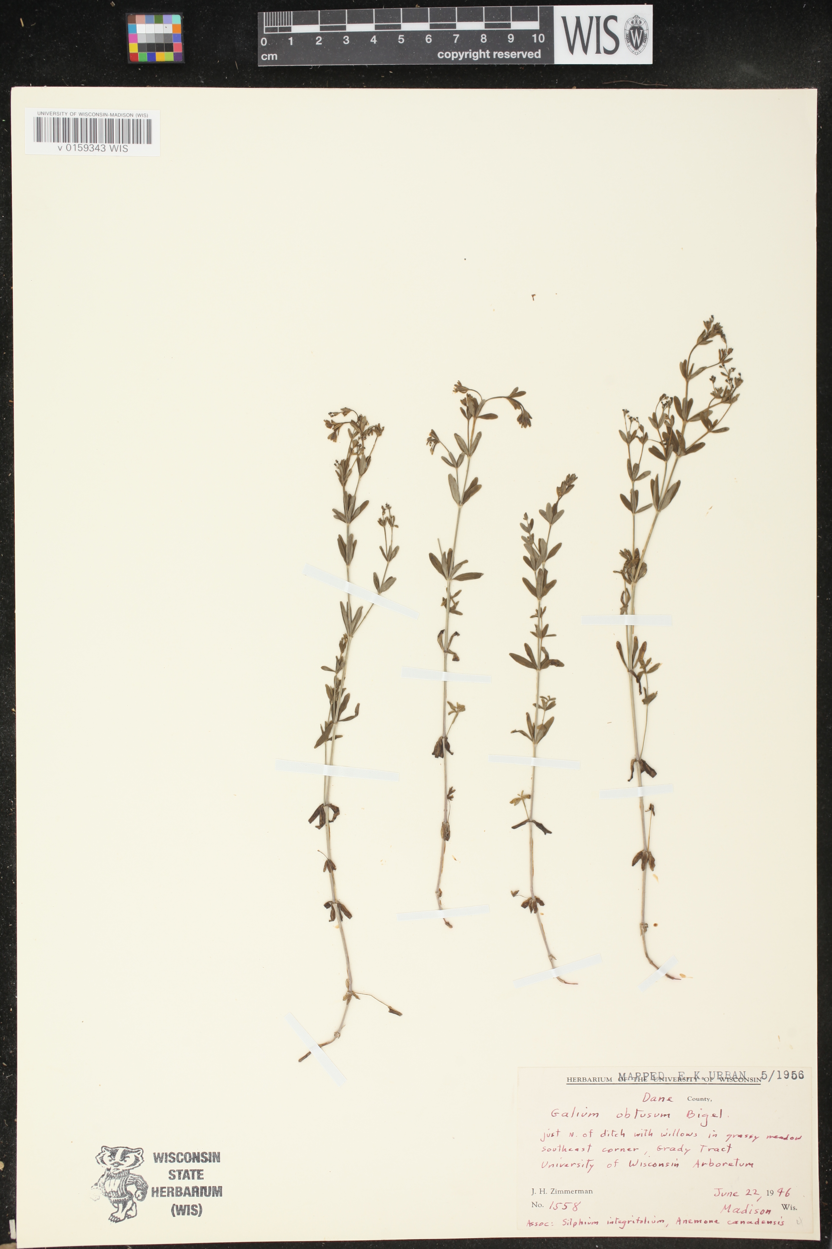 Galium obtusum subsp. obtusum image