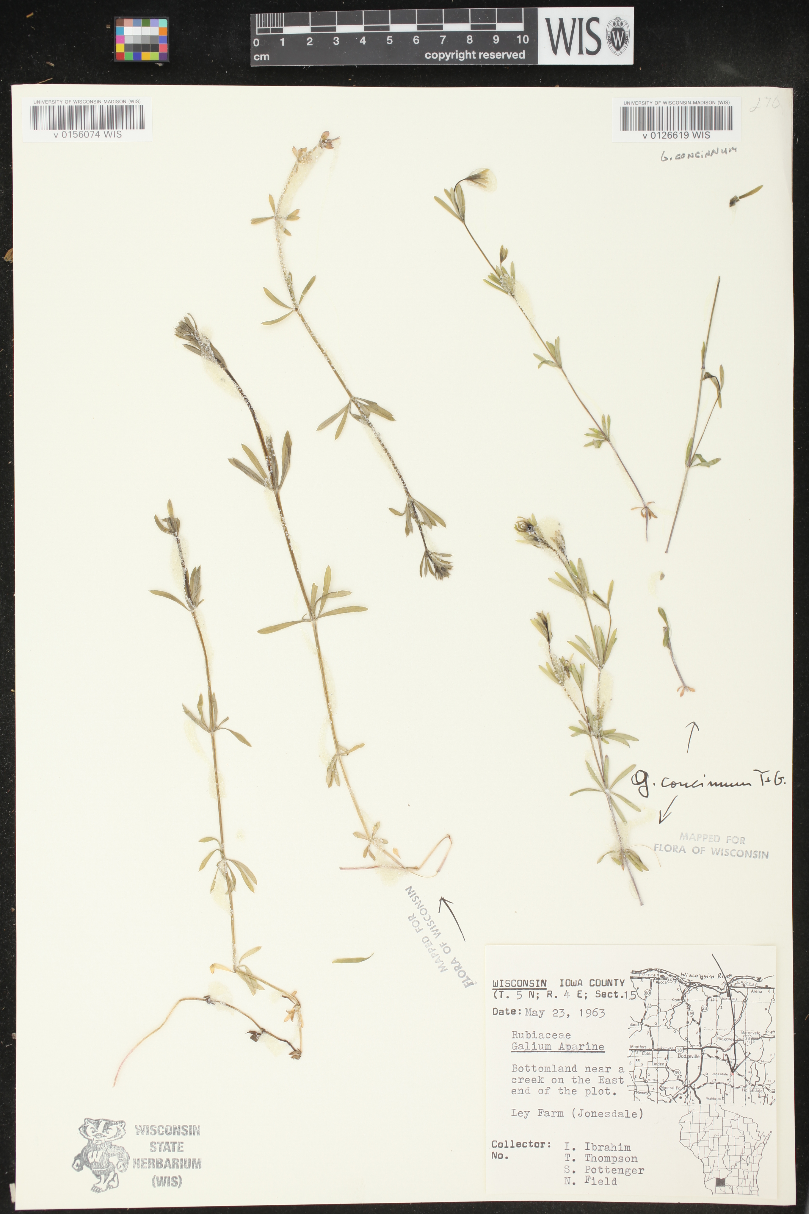 Galium aparine image