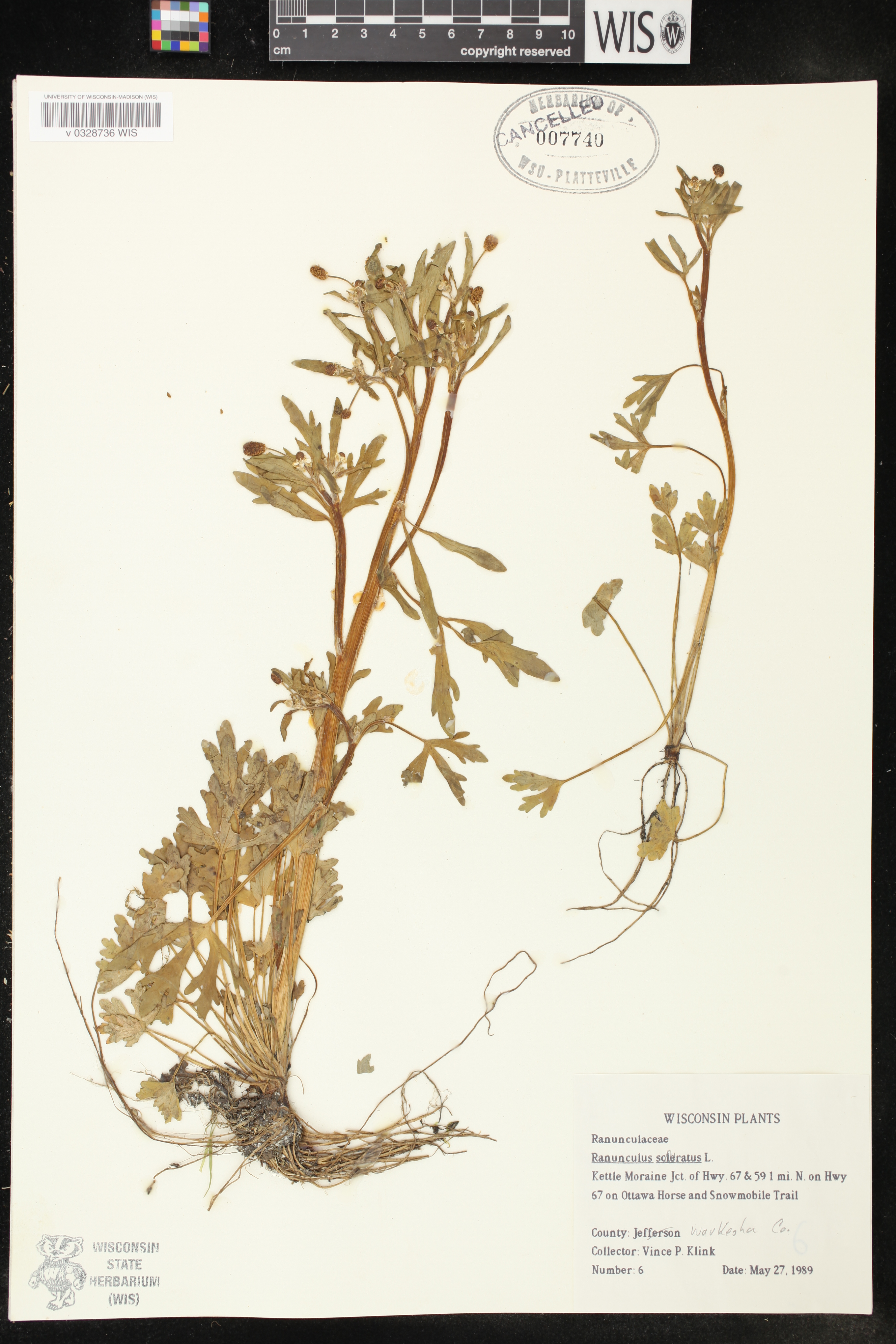Ranunculus sceleratus image