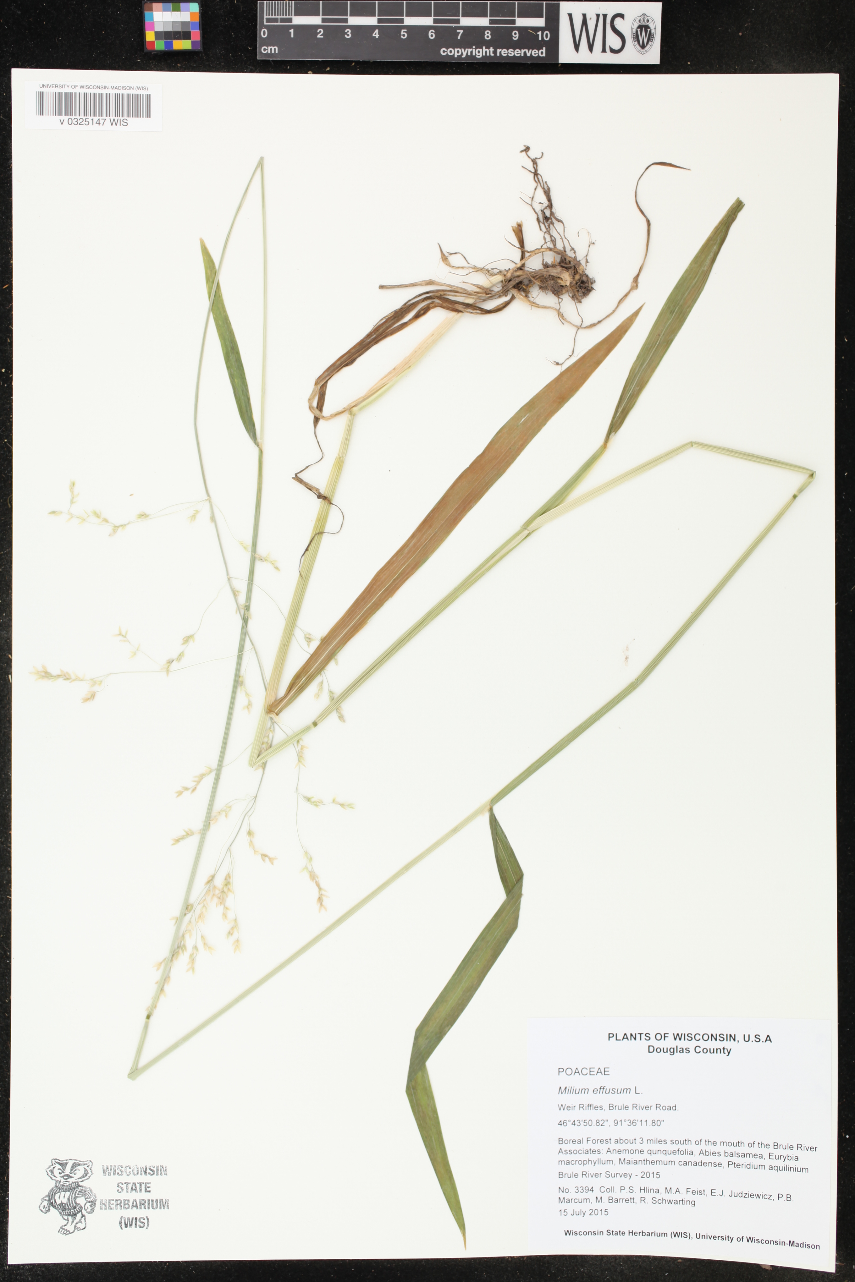 Milium effusum image