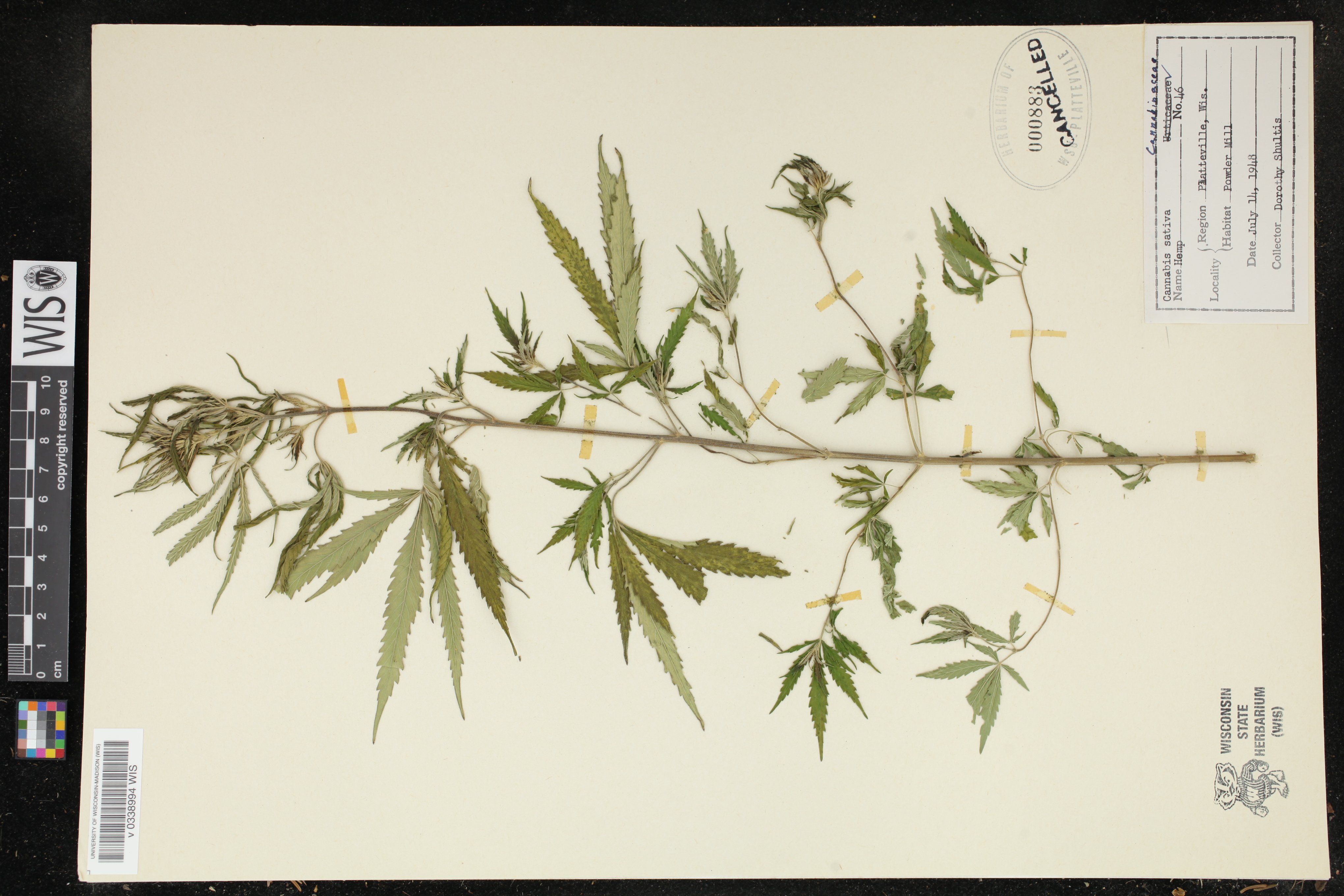 Cannabis sativa image