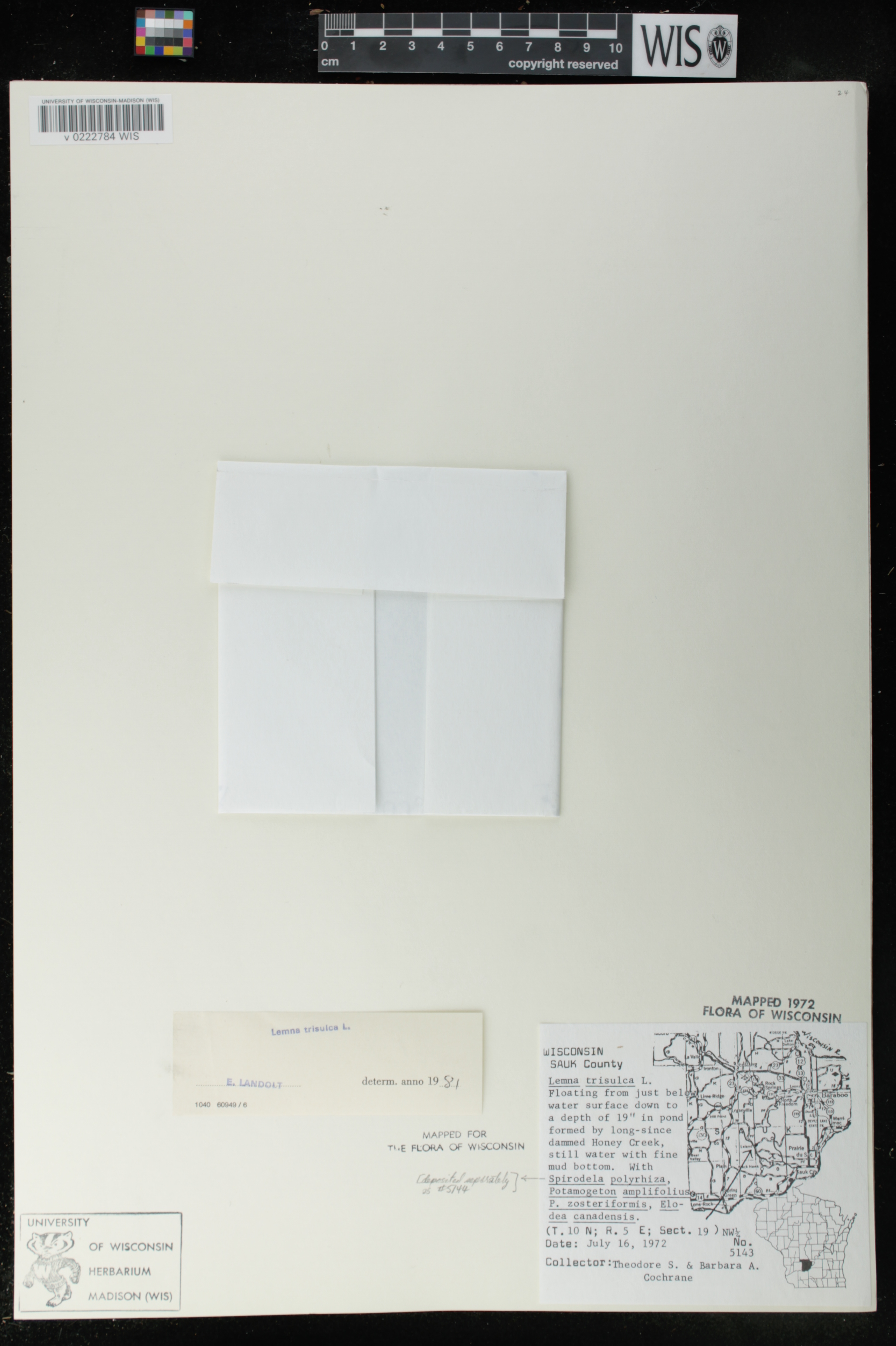 Lemna trisulca image