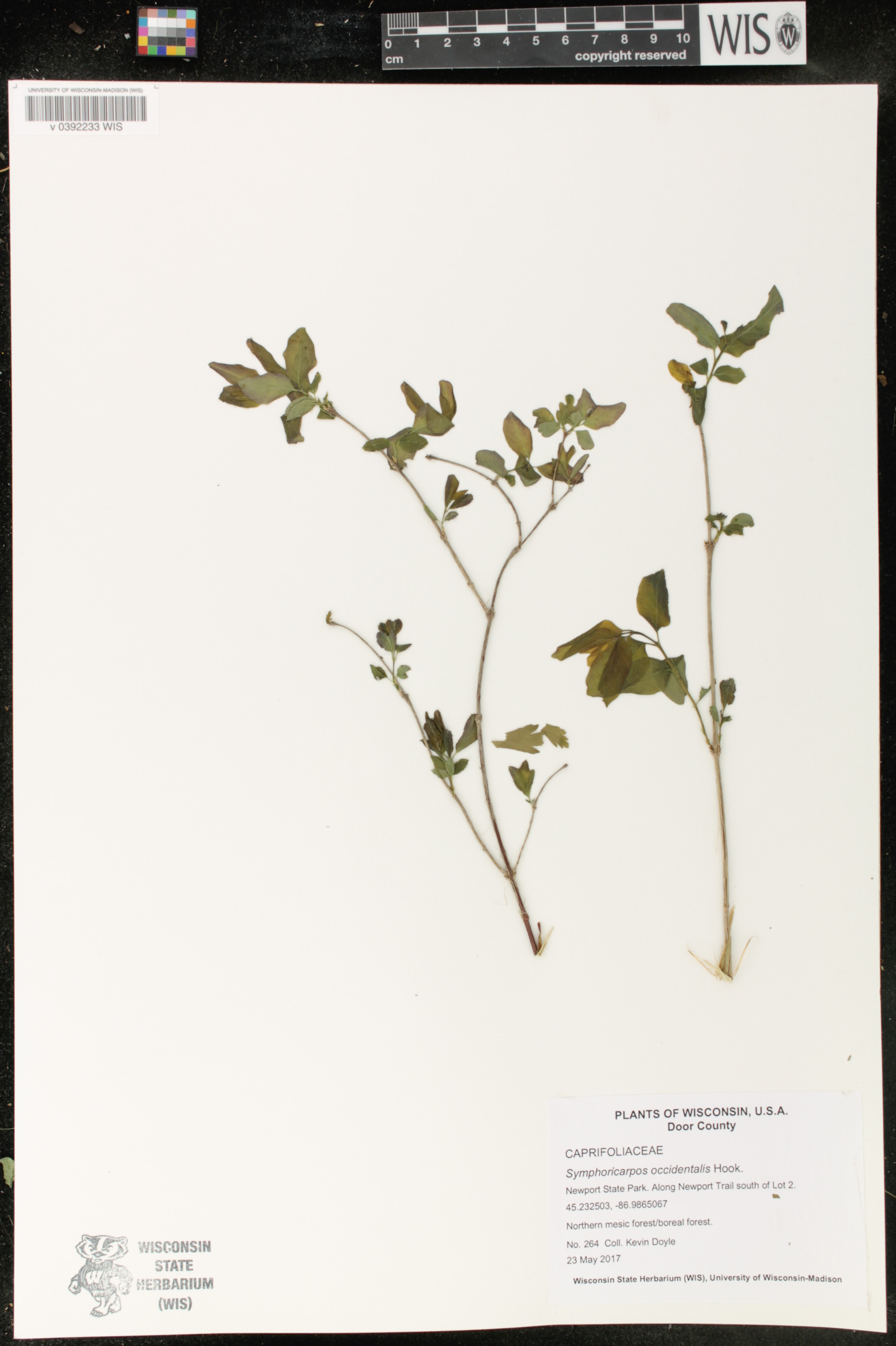 Symphoricarpos occidentalis image