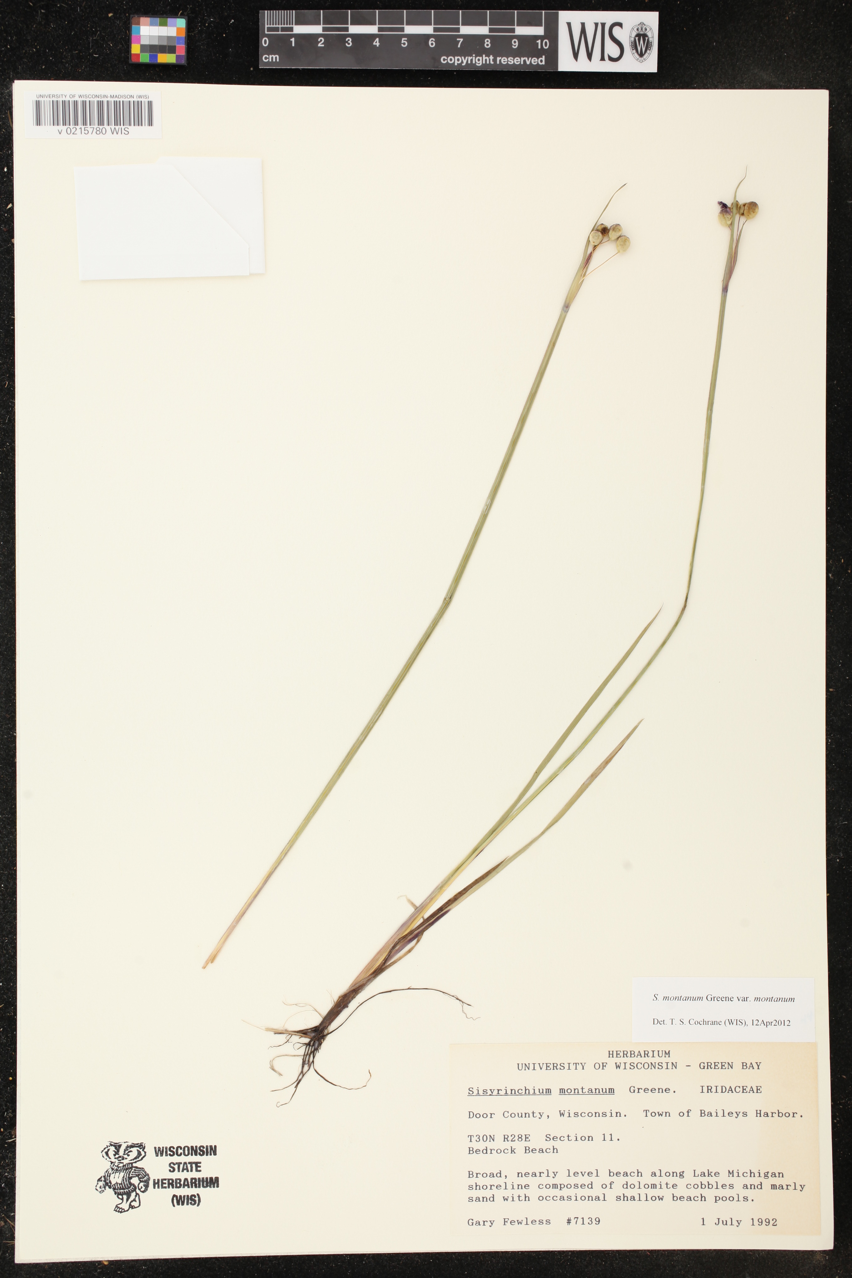 Sisyrinchium montanum image