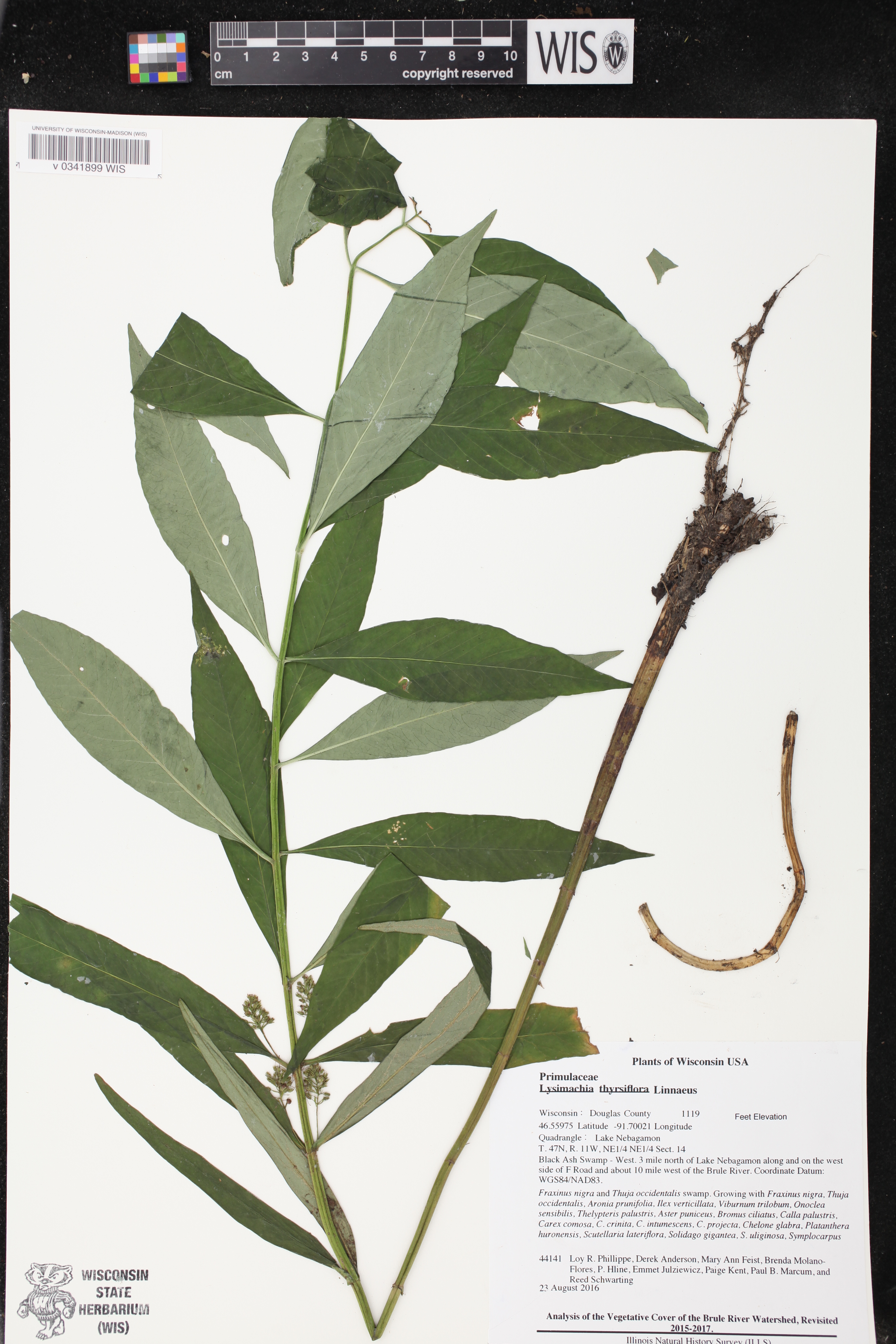 Lysimachia thyrsiflora image