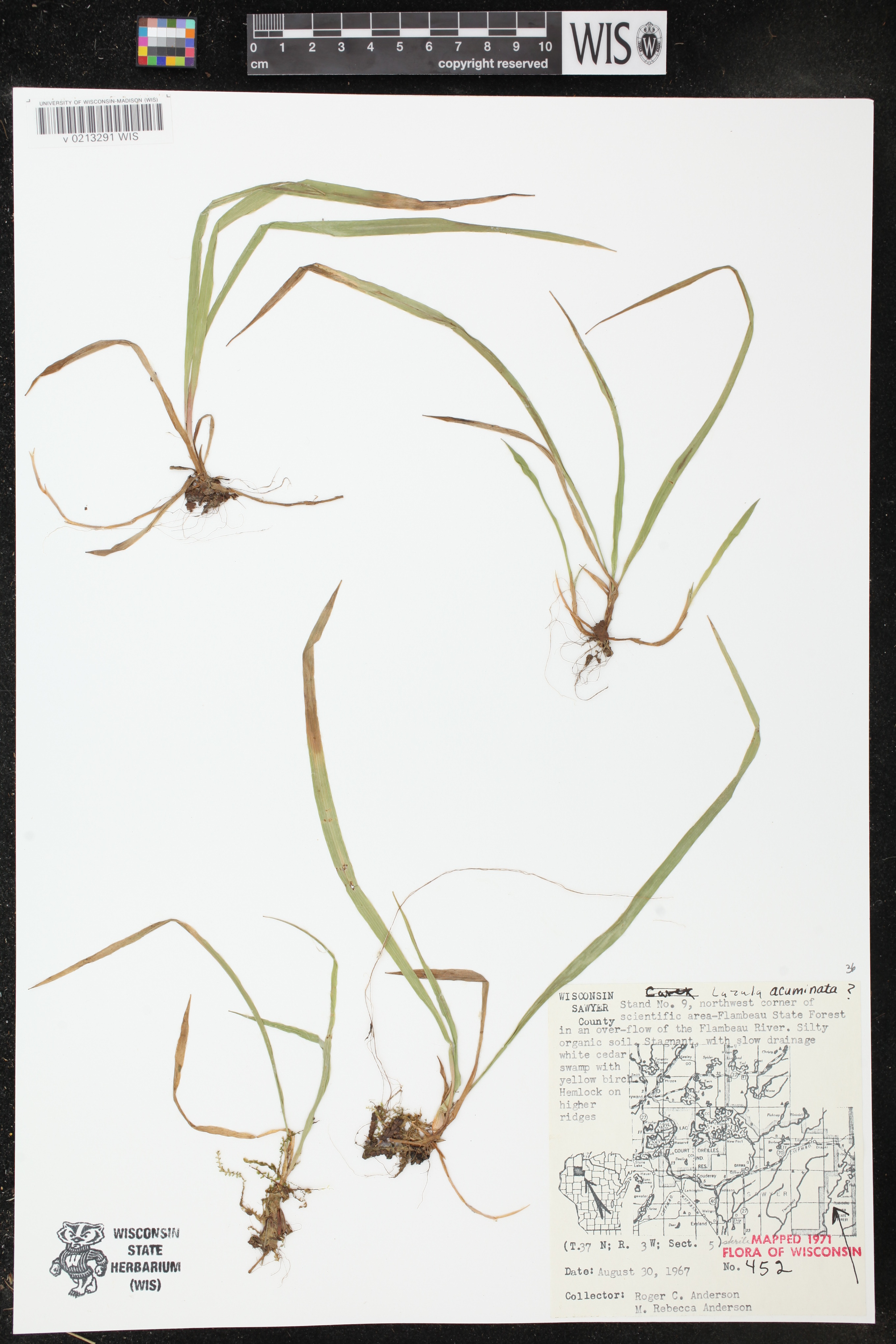 Luzula acuminata image