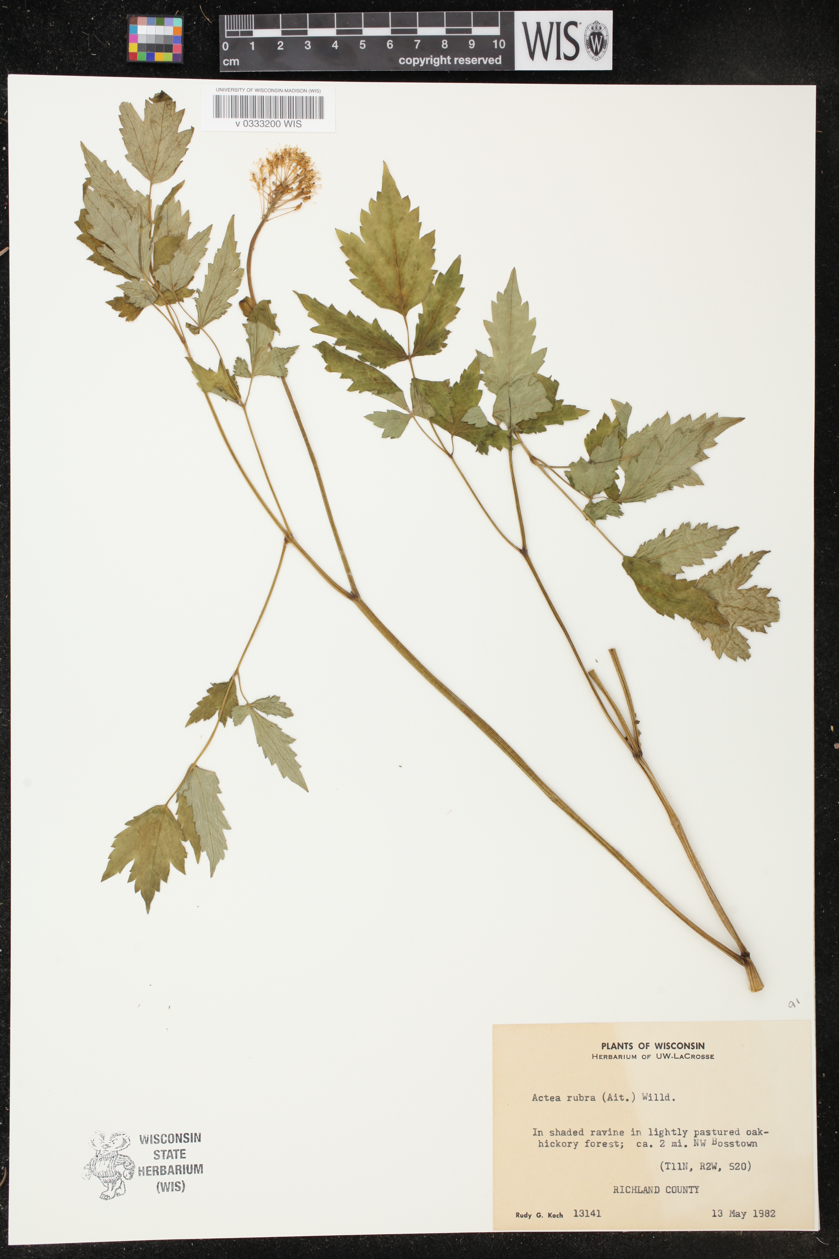 Actaea rubra image