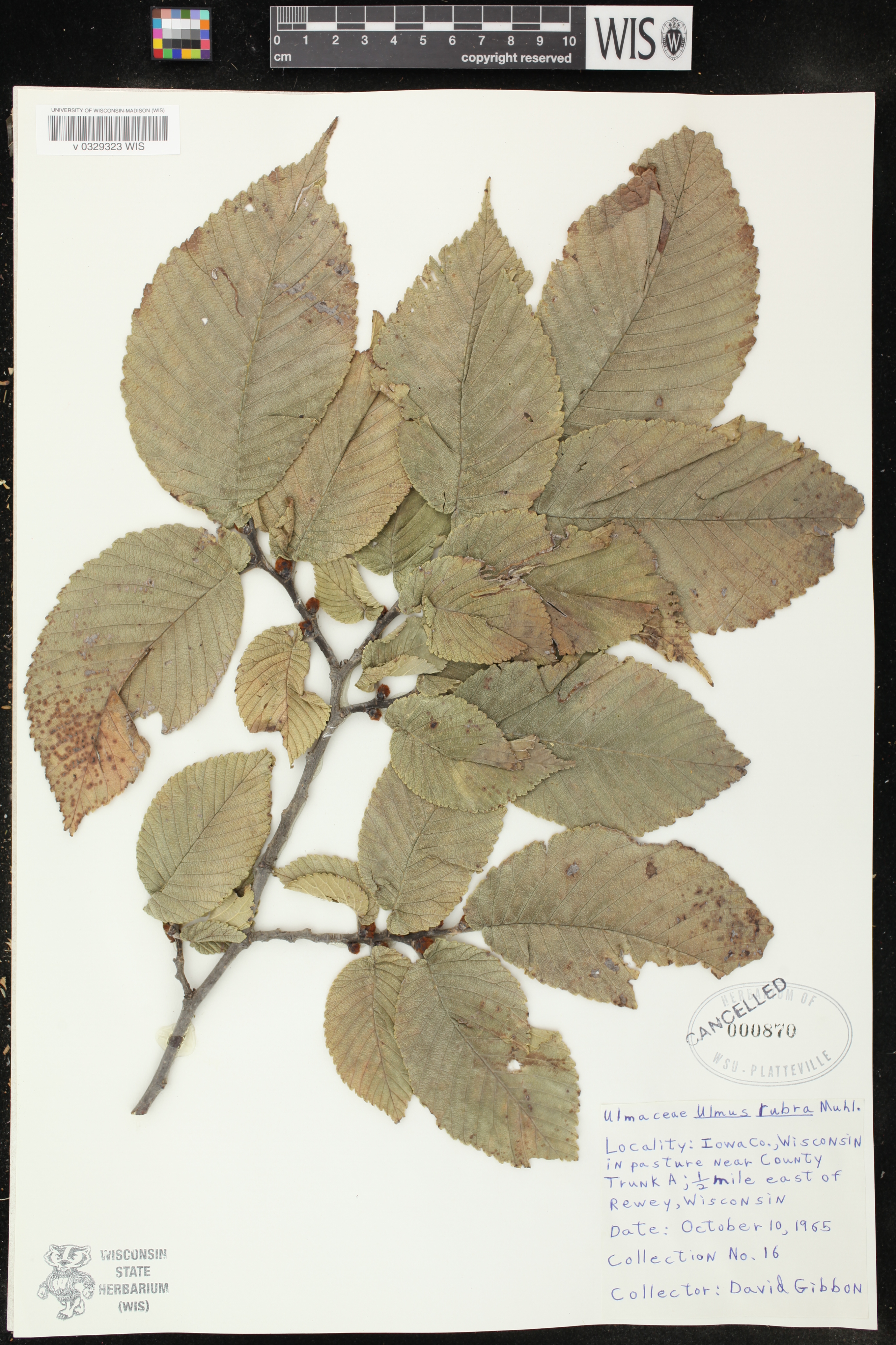 Ulmus rubra image