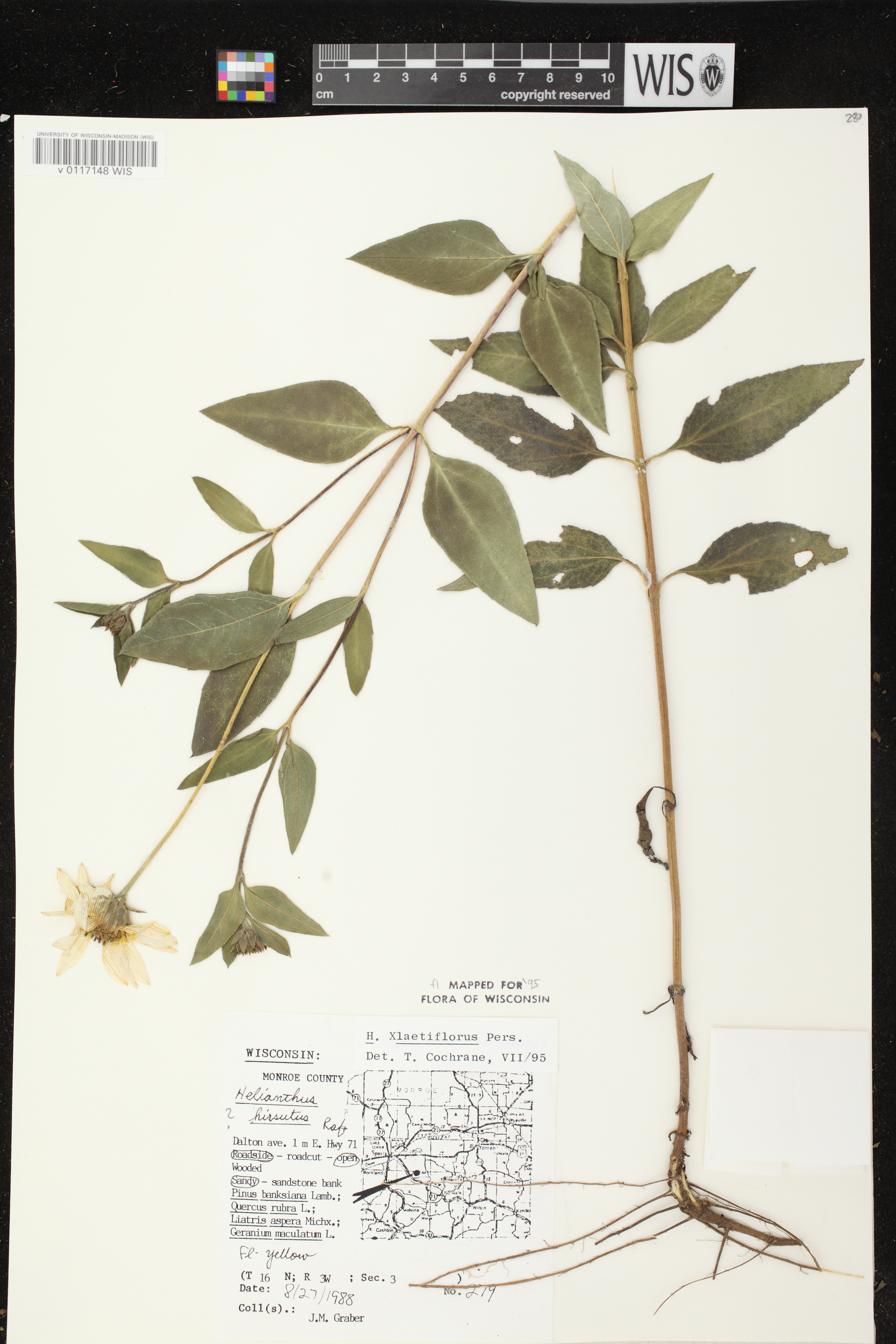 Helianthus X laetiflorus image