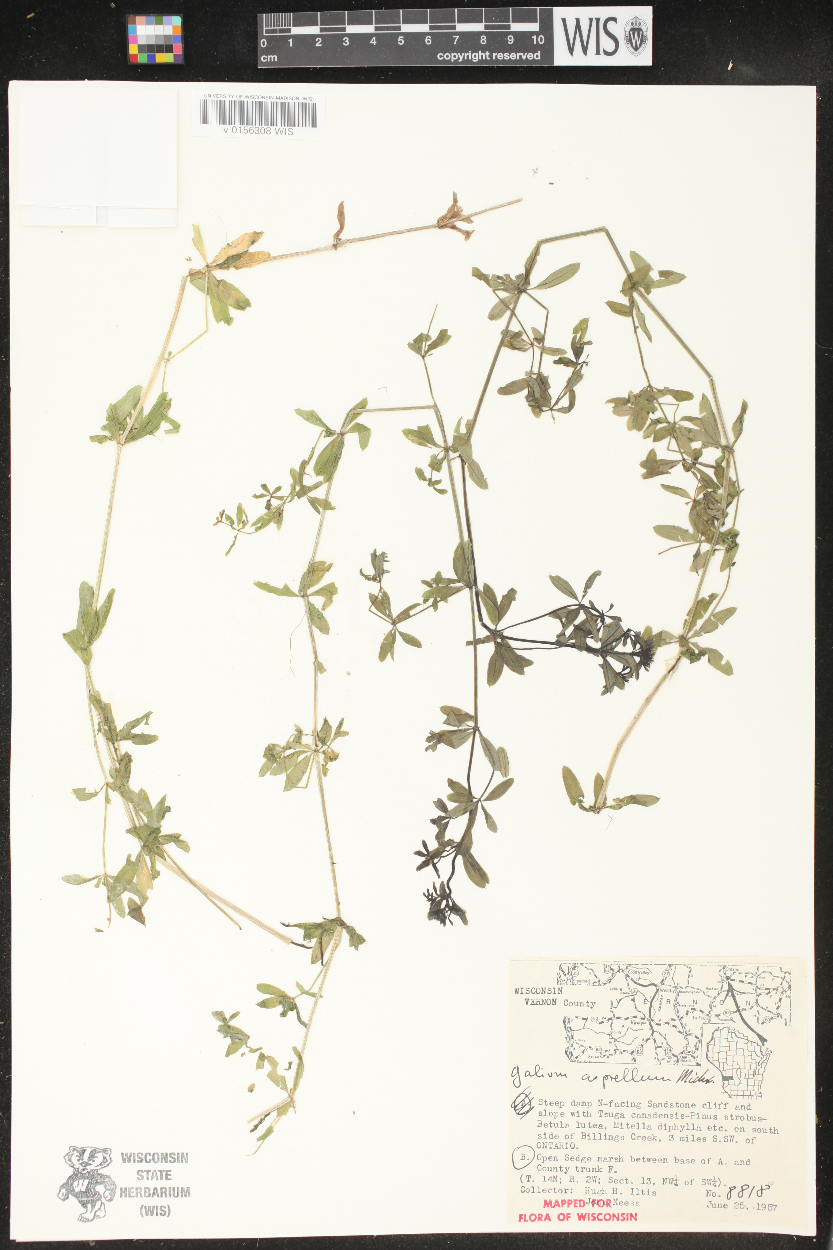 Galium asprellum image
