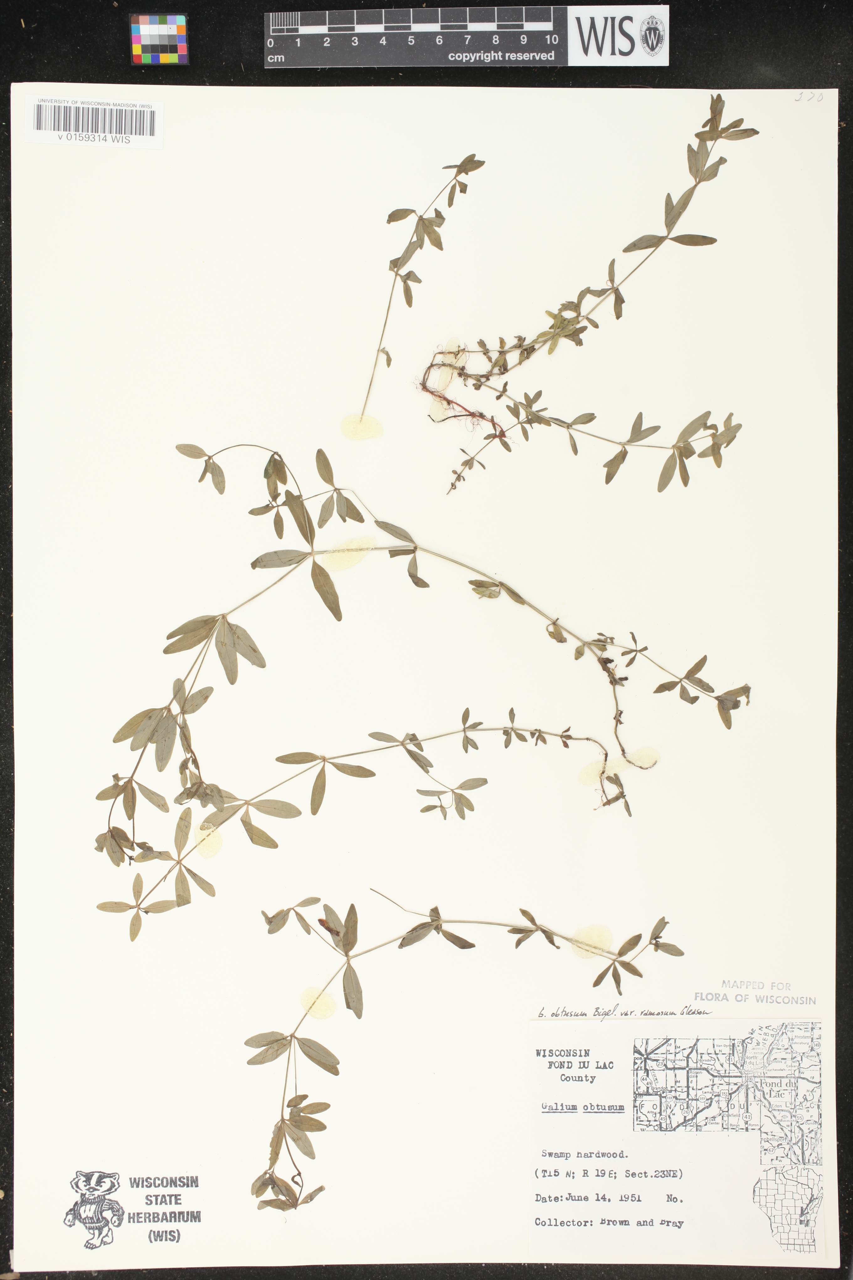 Galium obtusum subsp. obtusum image