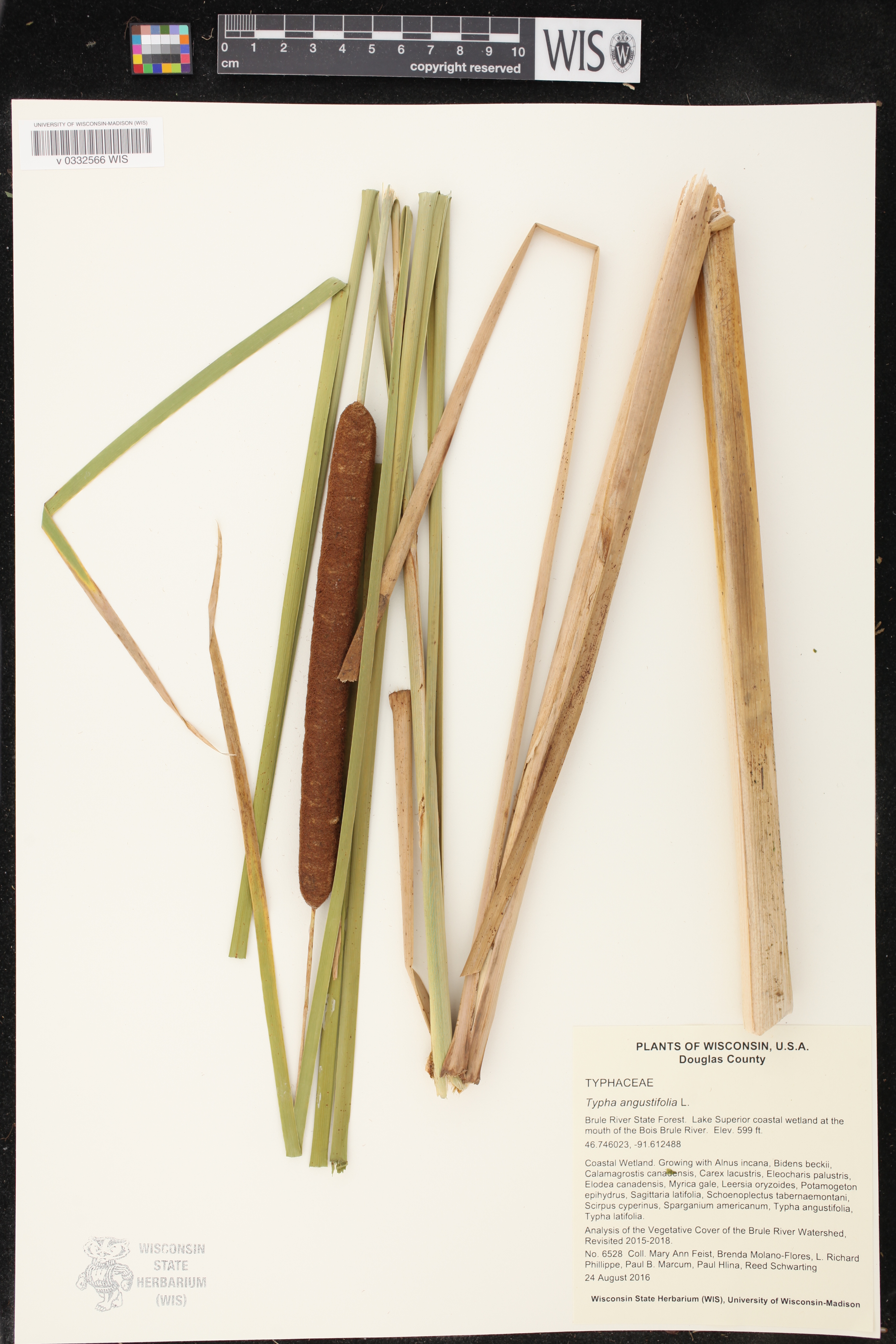 Typha angustifolia image