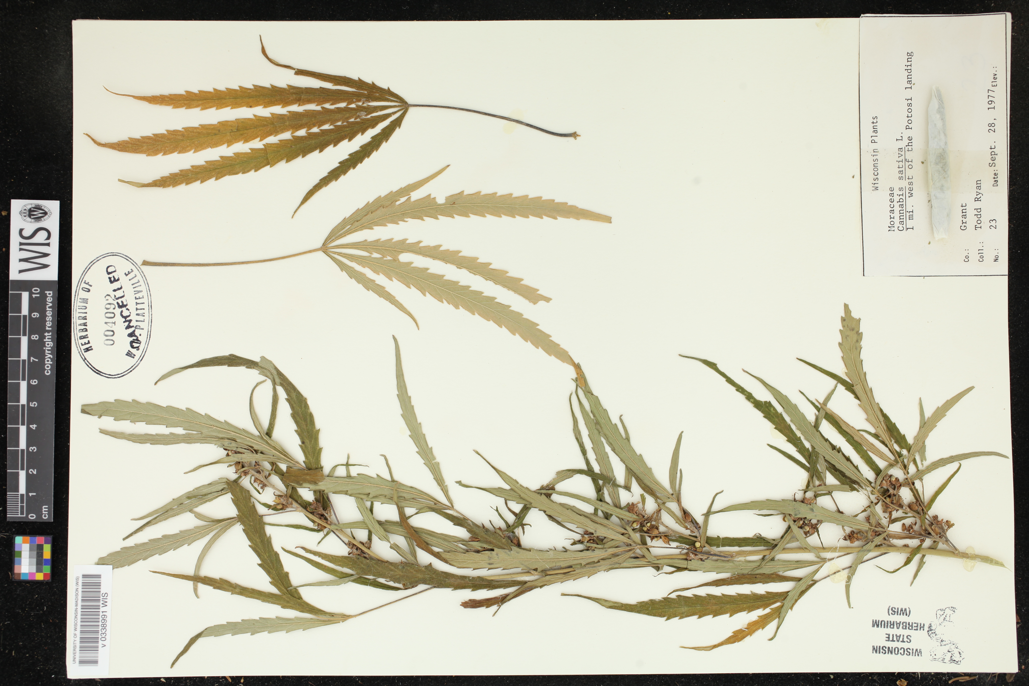 Cannabis sativa image