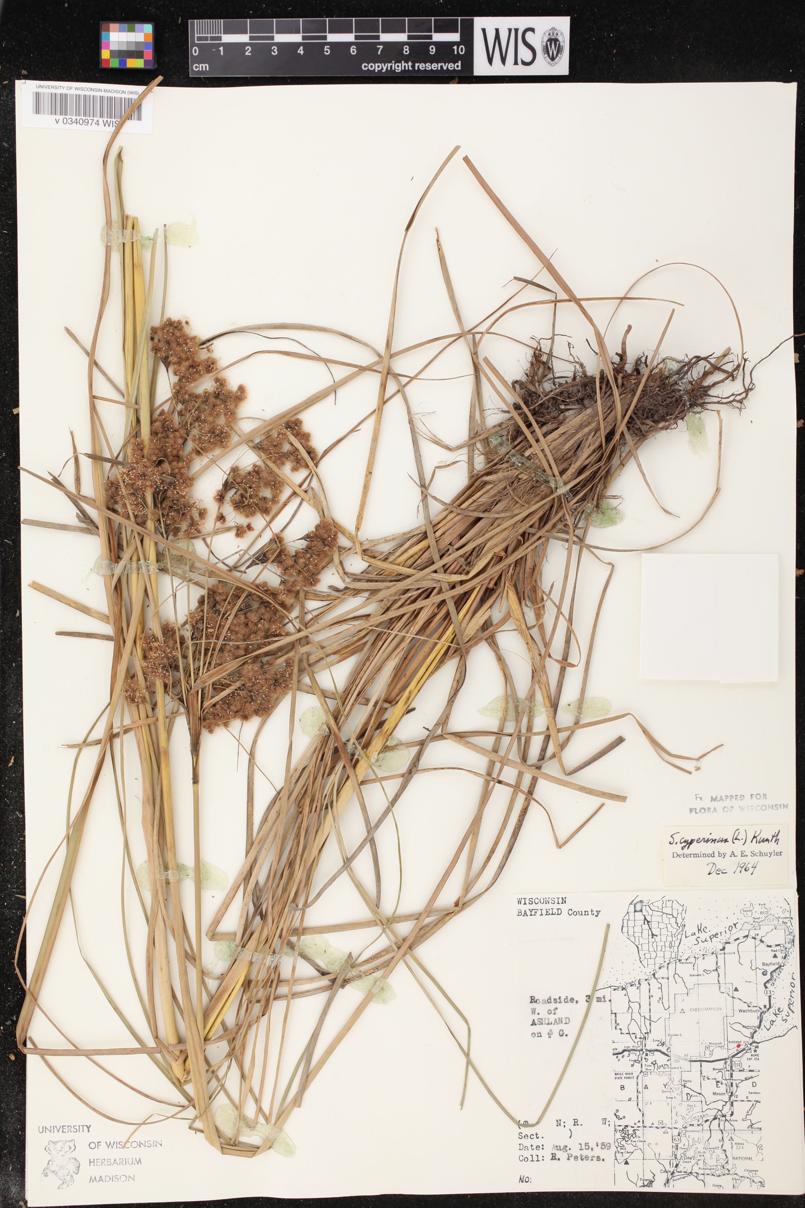 Scirpus cyperinus image