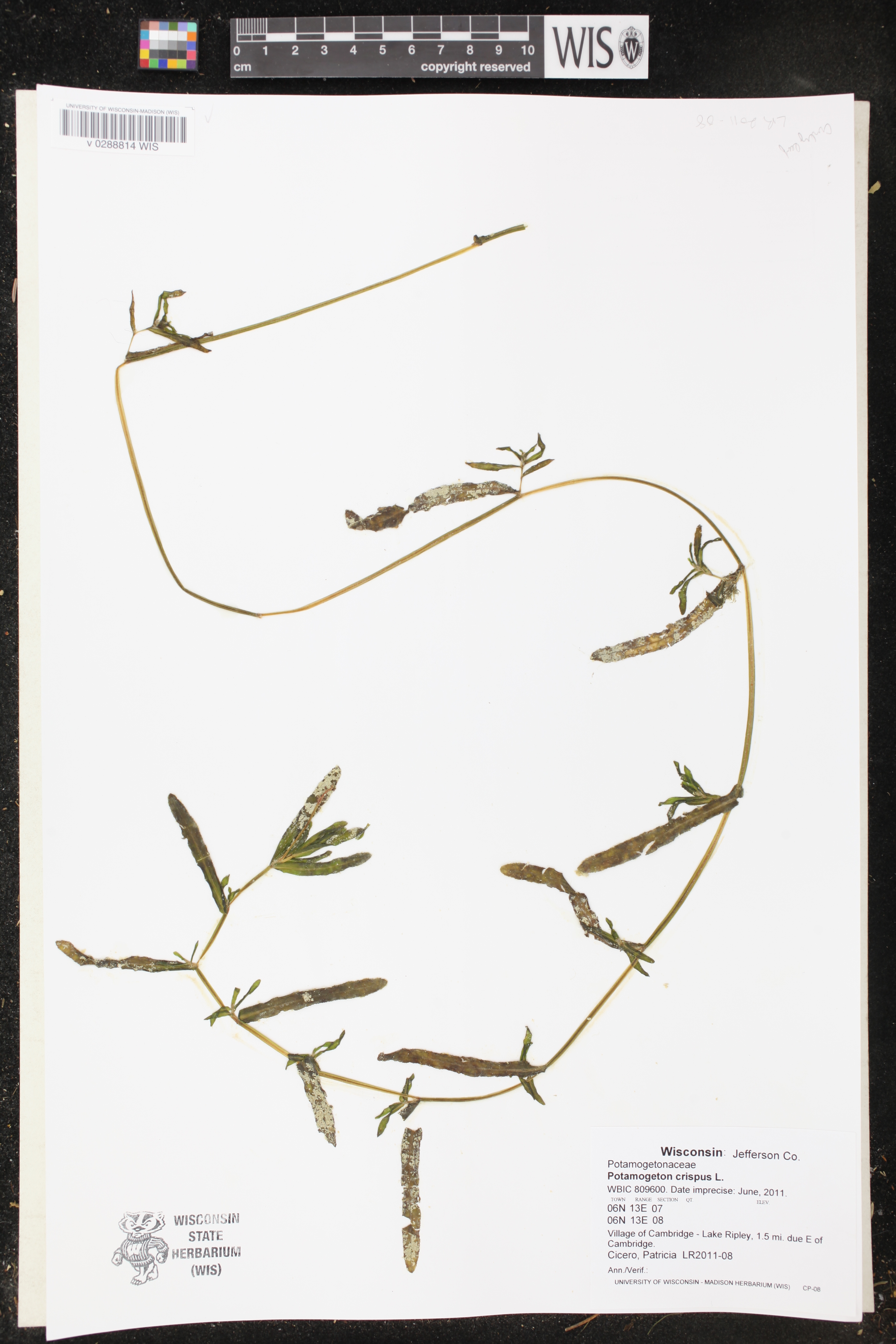 Potamogeton crispus image