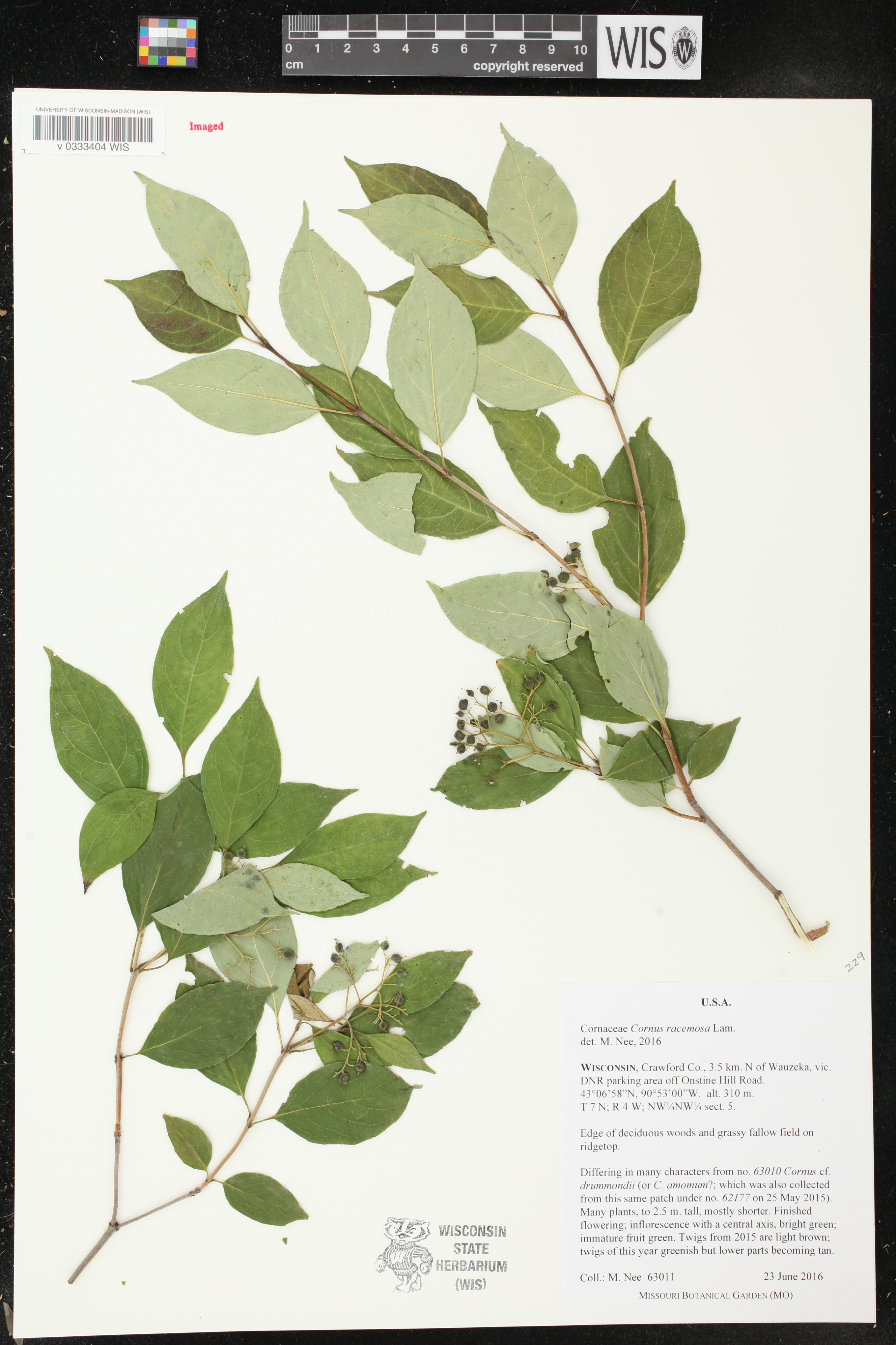 Cornus foemina subsp. racemosa image