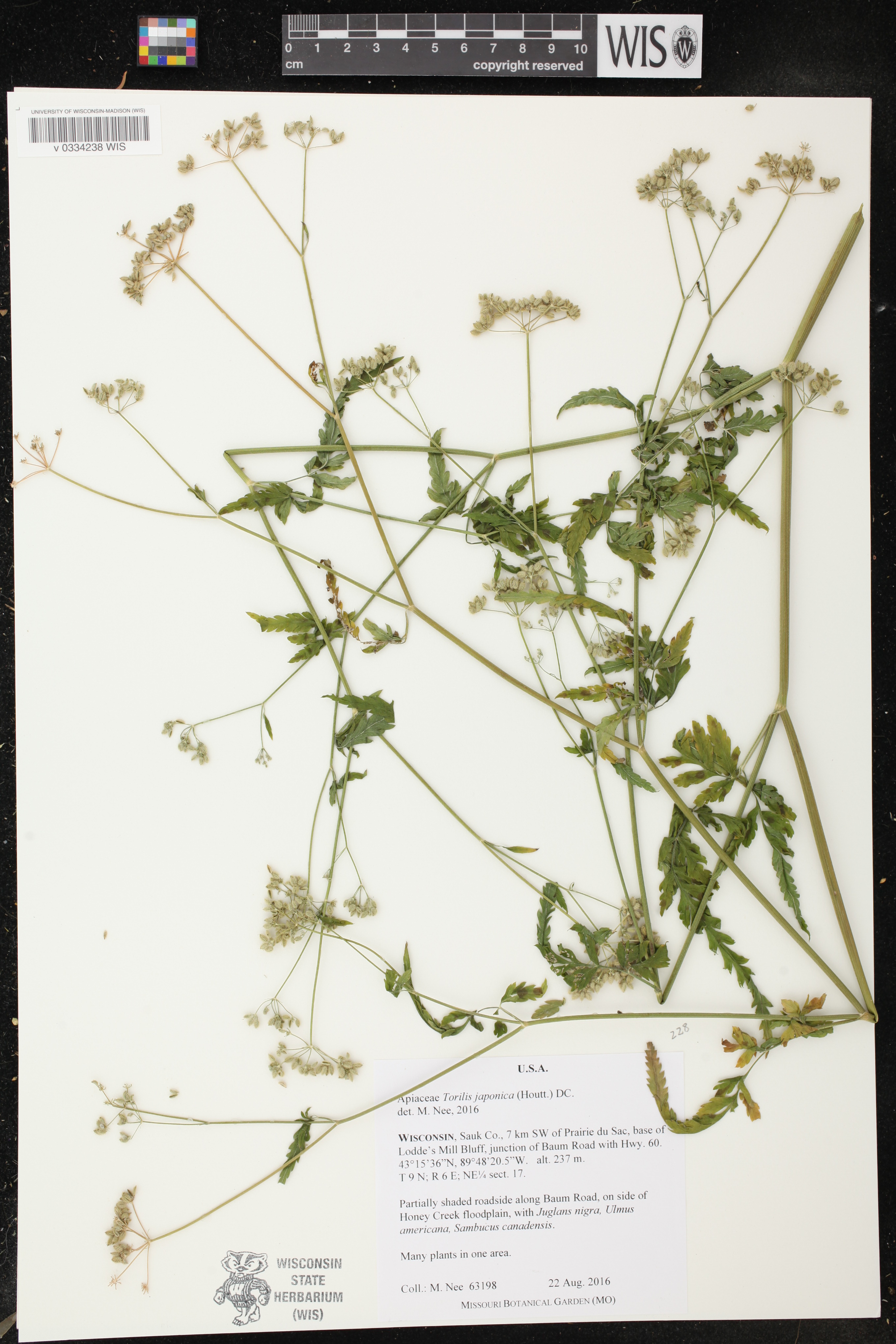 Torilis japonica image