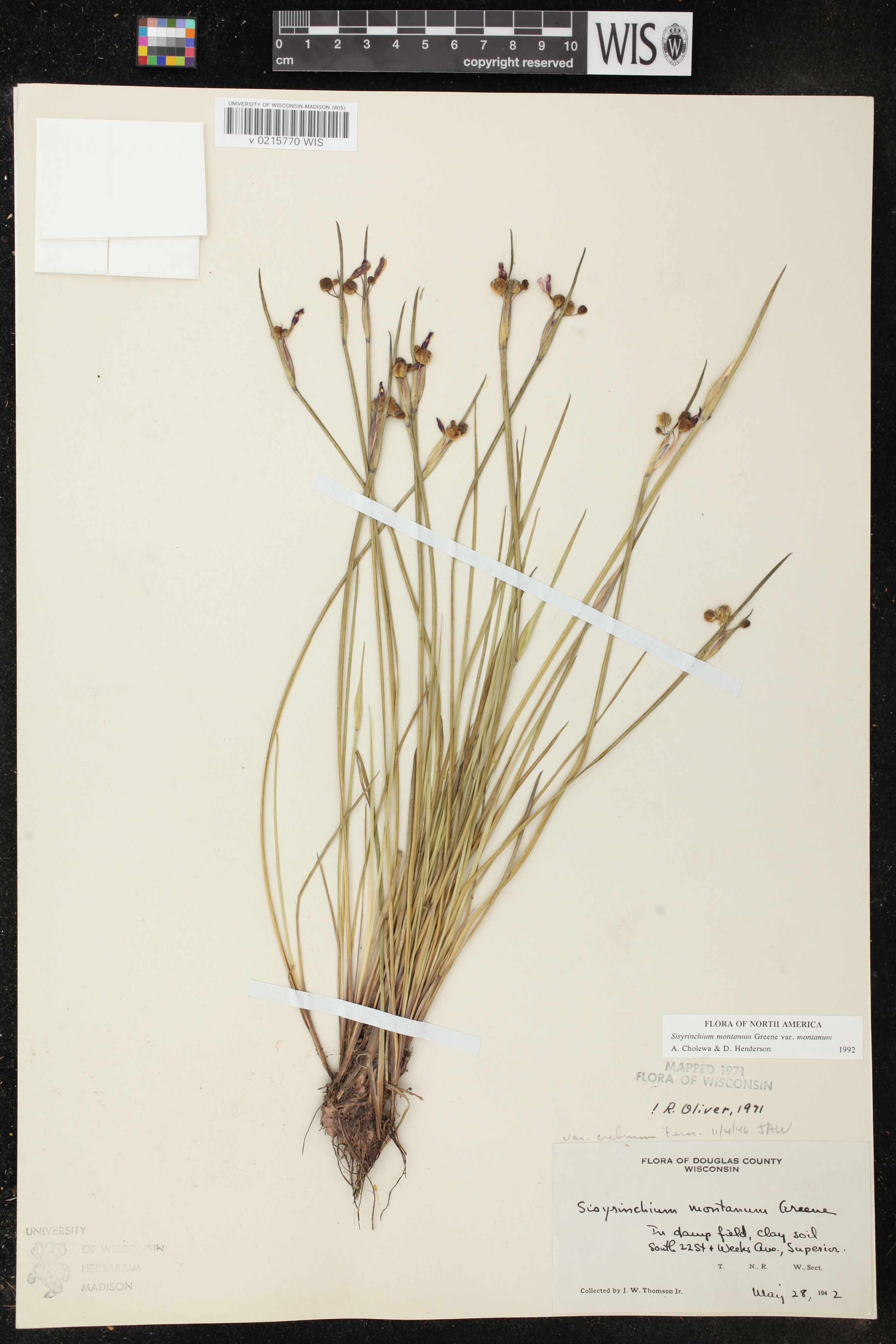 Sisyrinchium montanum image
