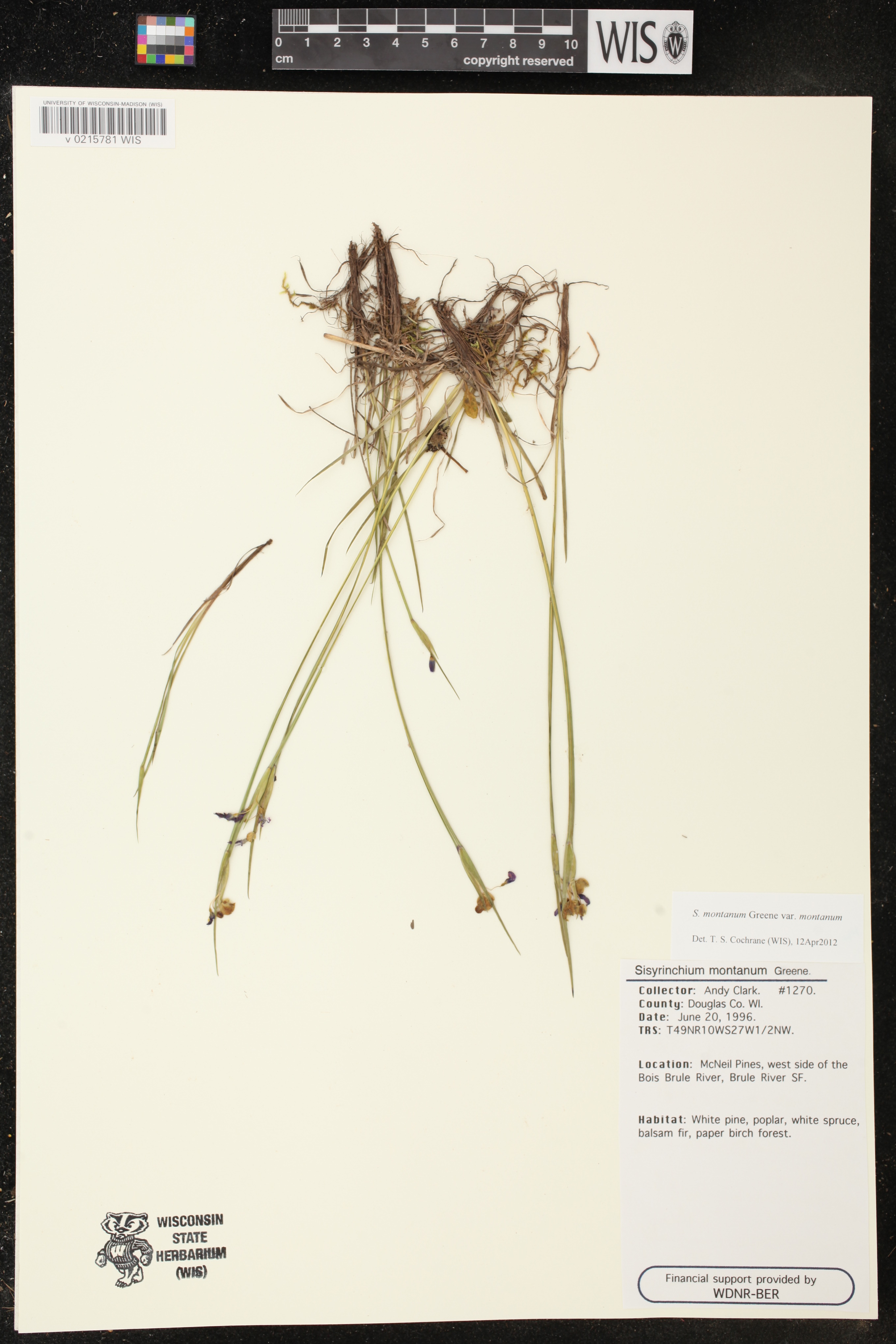 Sisyrinchium montanum image
