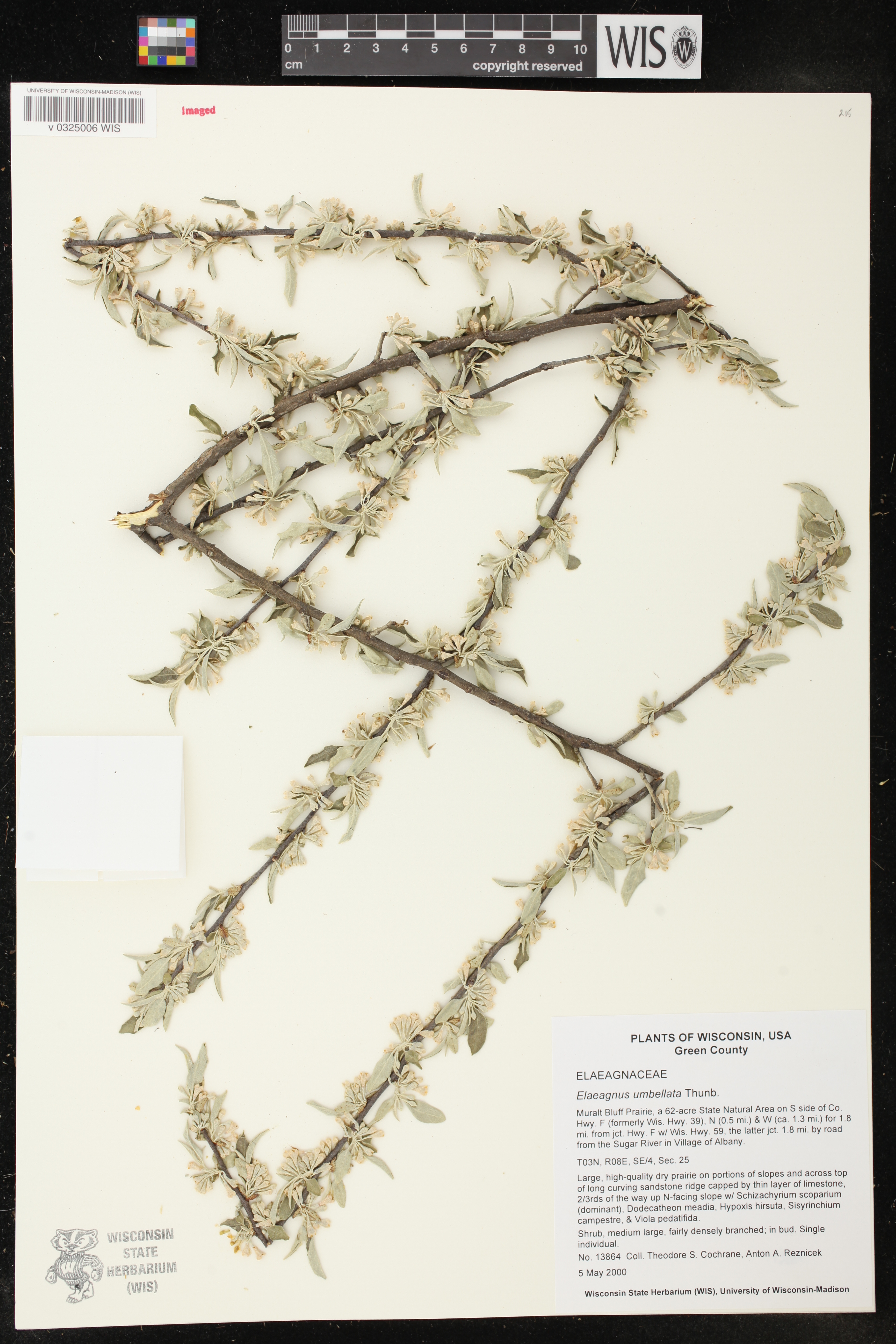 Elaeagnus umbellata image
