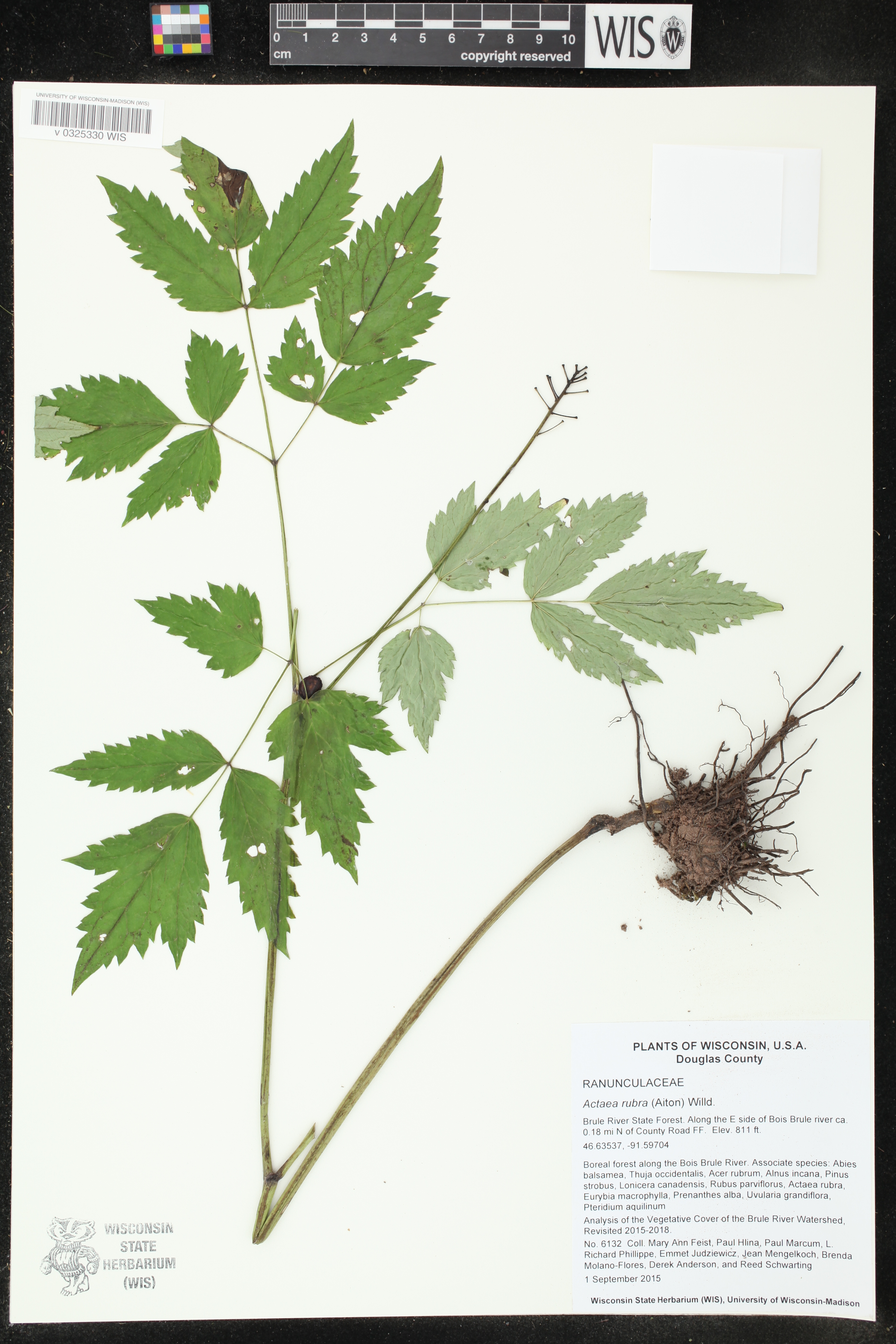 Actaea rubra image