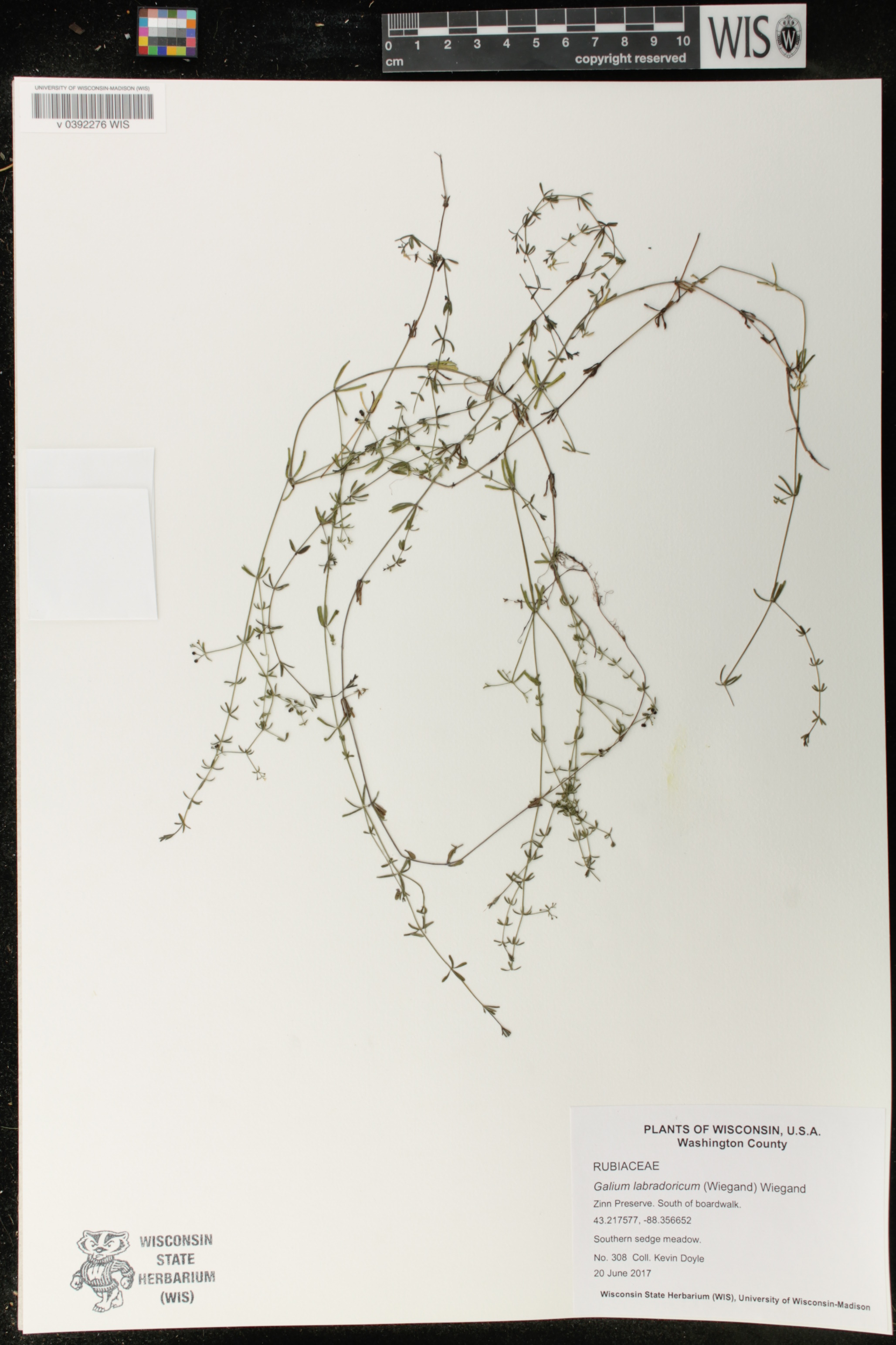 Galium labradoricum image