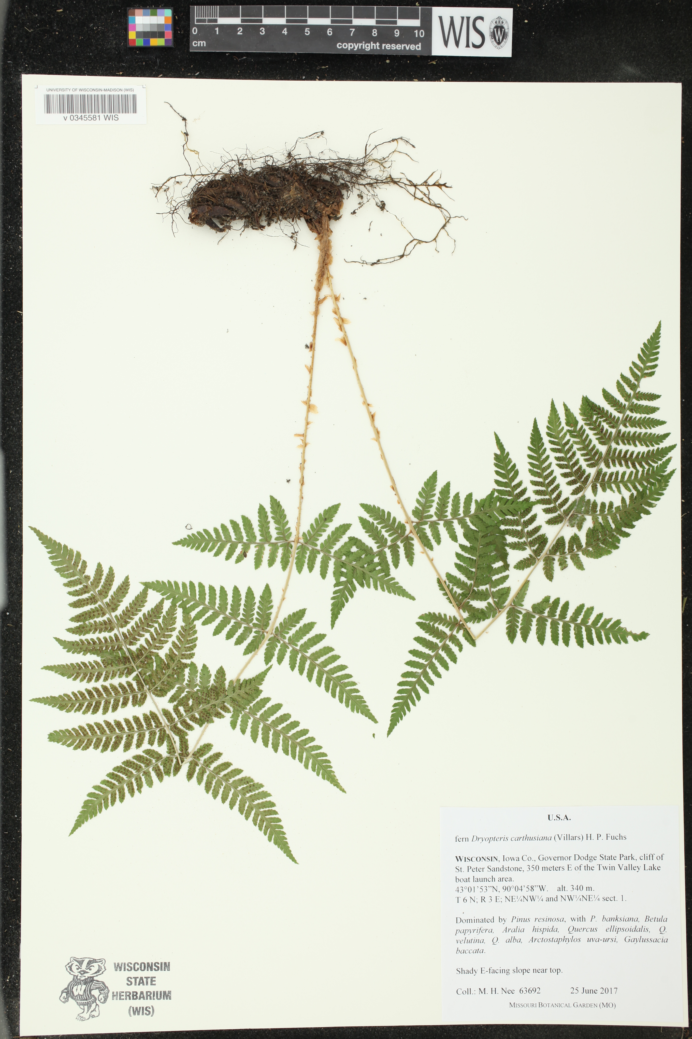 Dryopteris carthusiana image