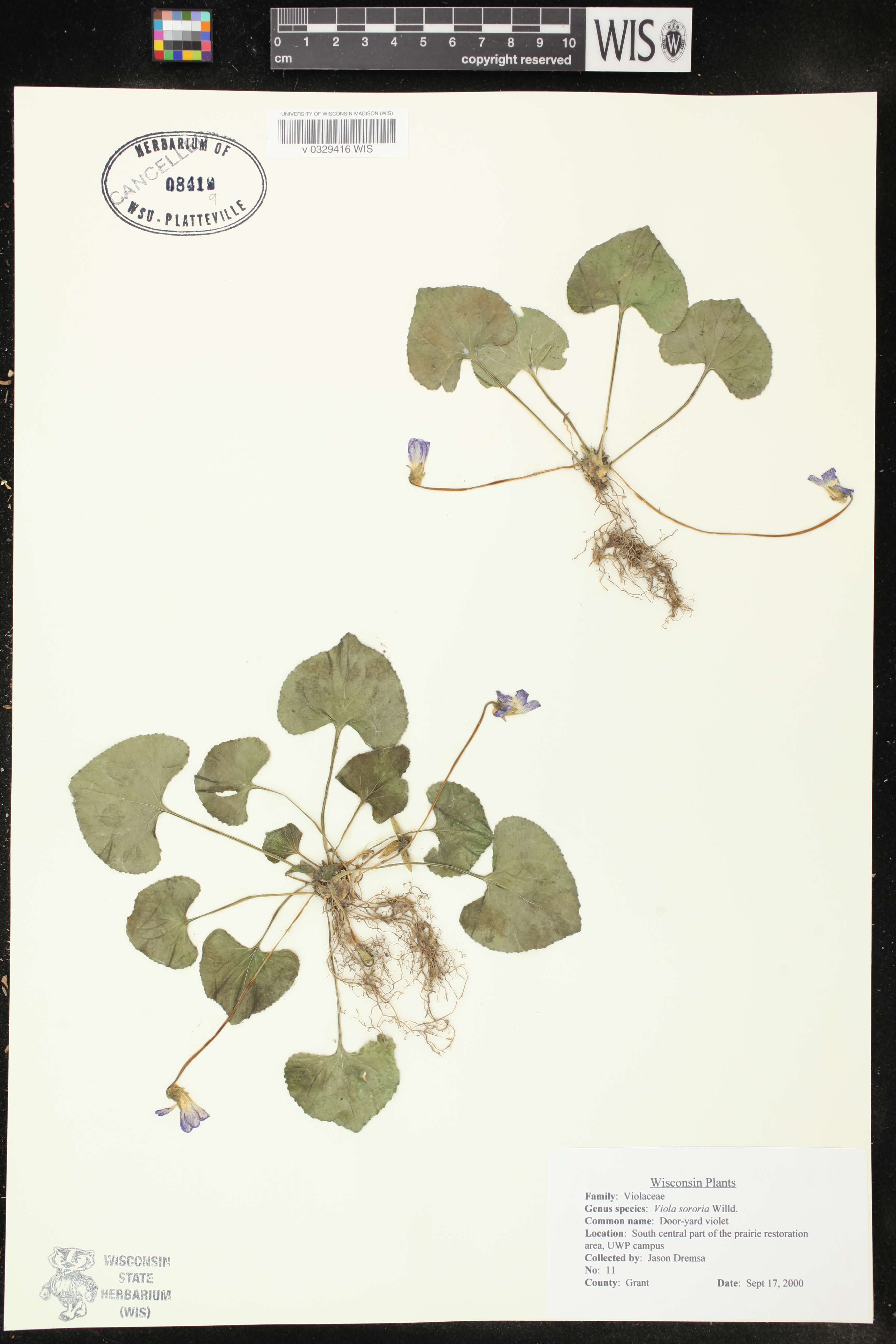 Viola sororia image