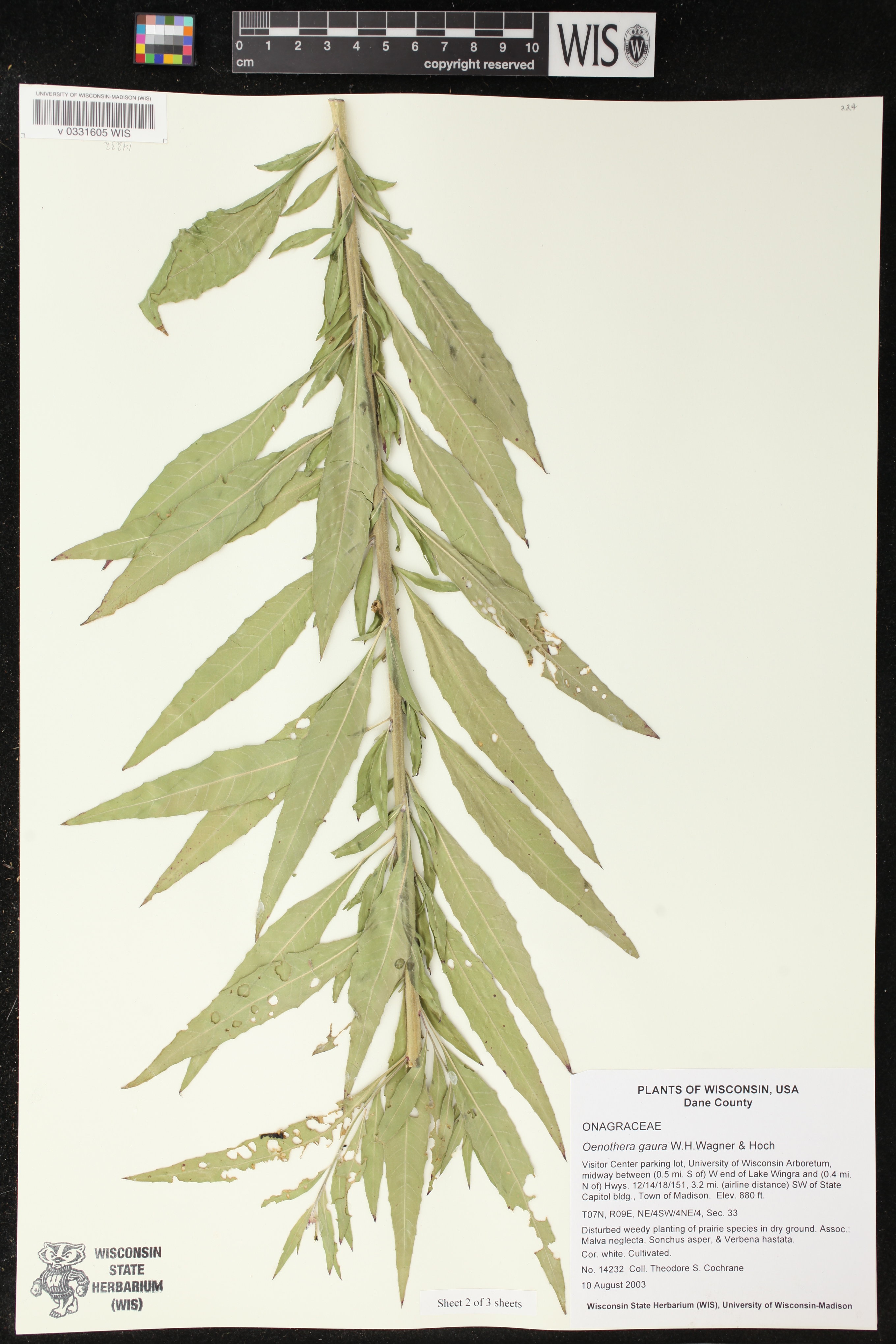 Oenothera gaura image