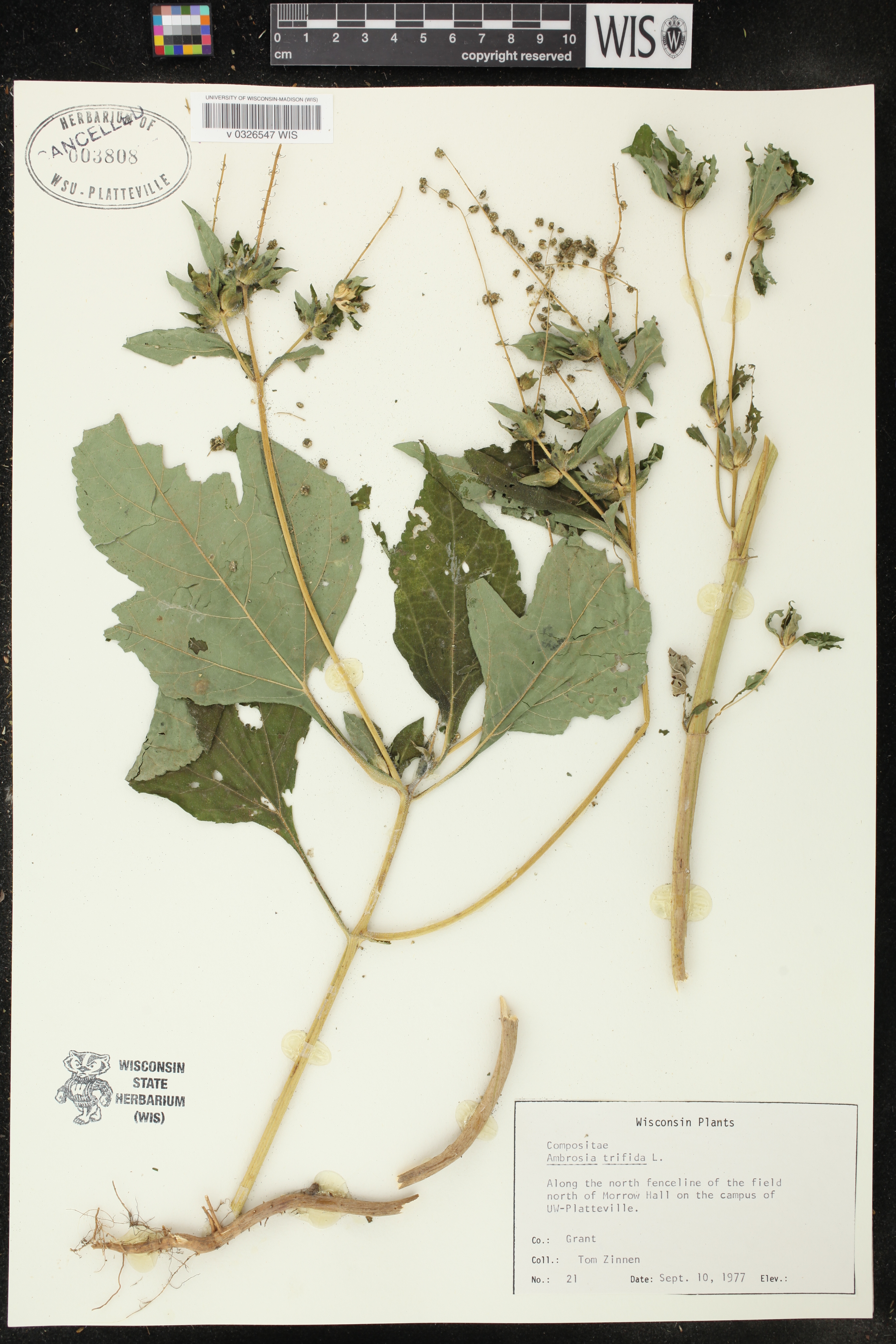 Ambrosia trifida image