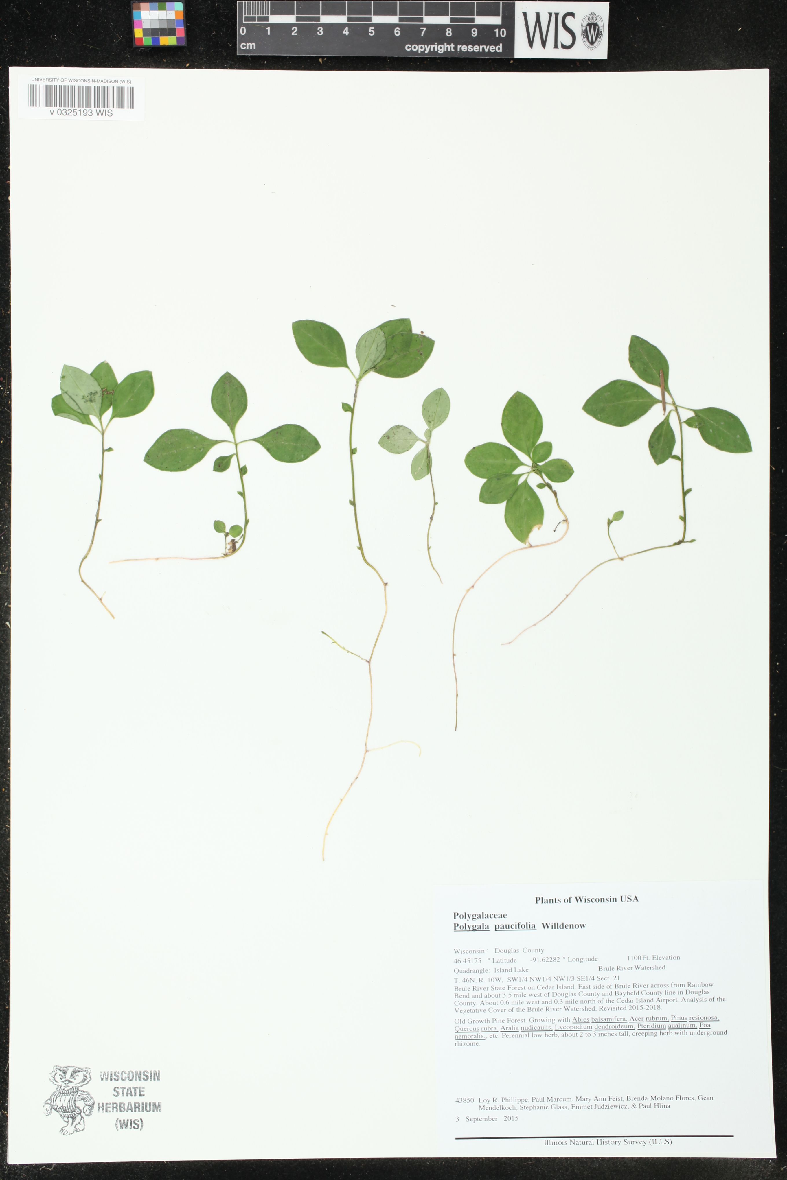 Polygala paucifolia image