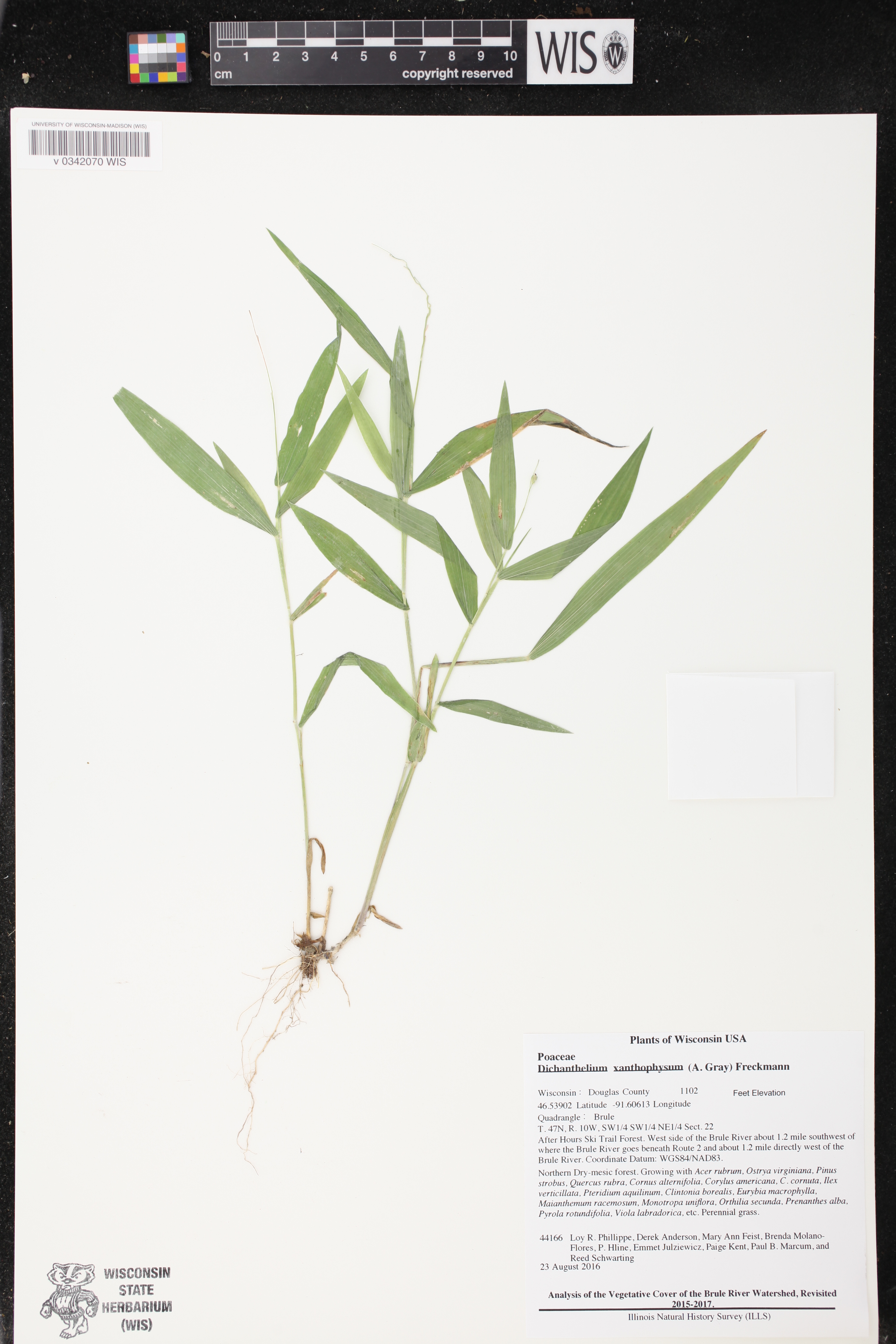Dichanthelium xanthophysum image