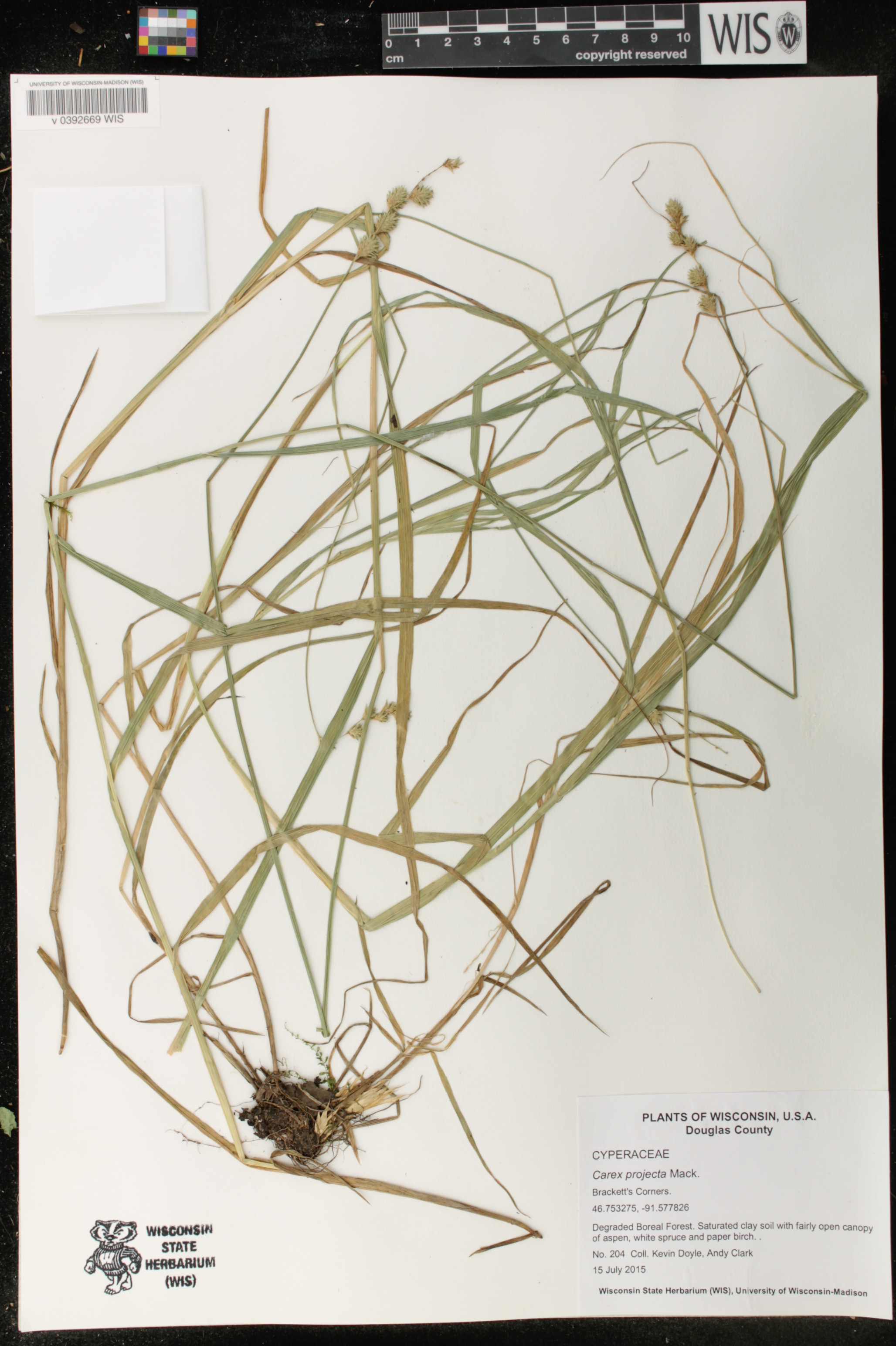 Carex projecta image