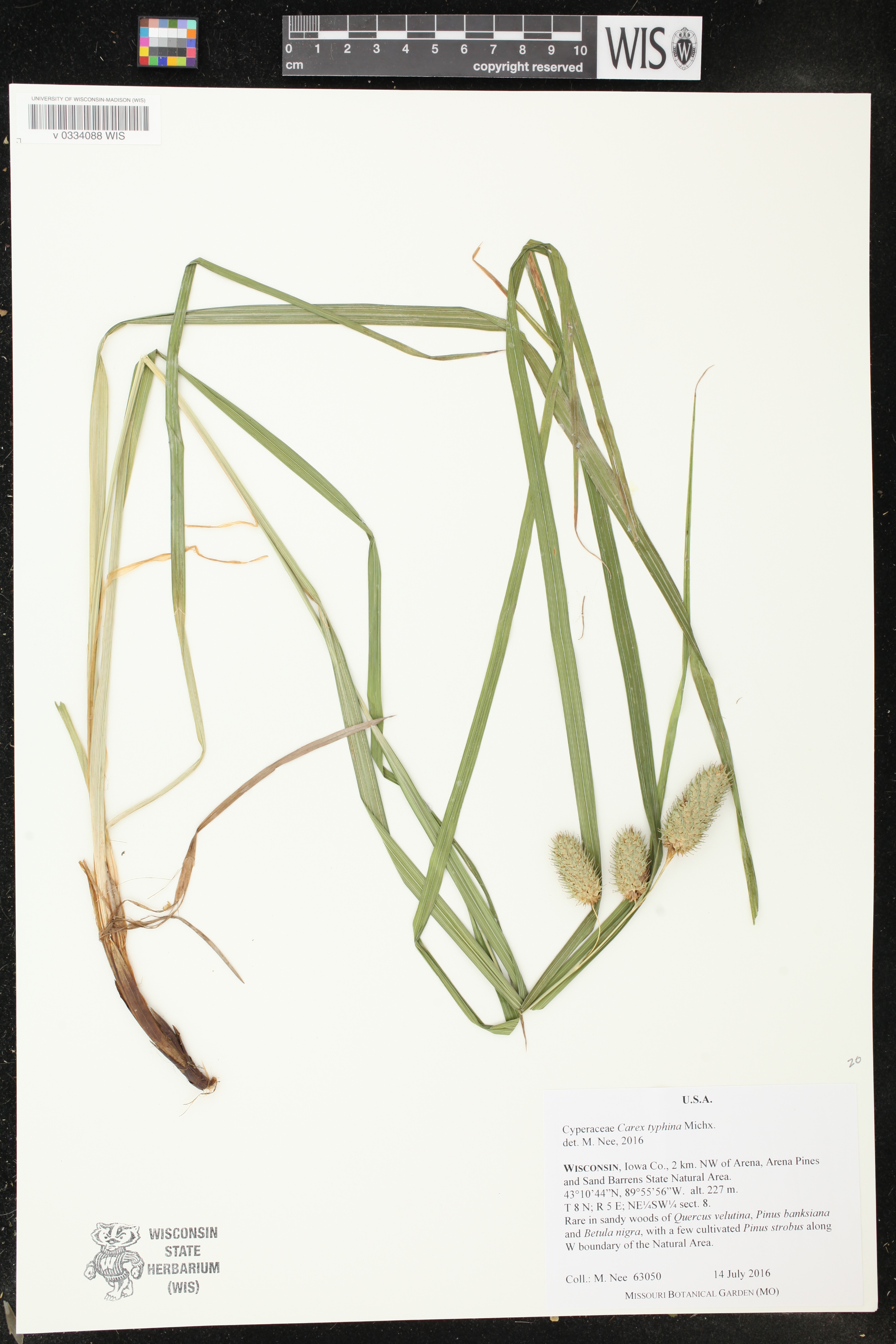 Carex typhina image