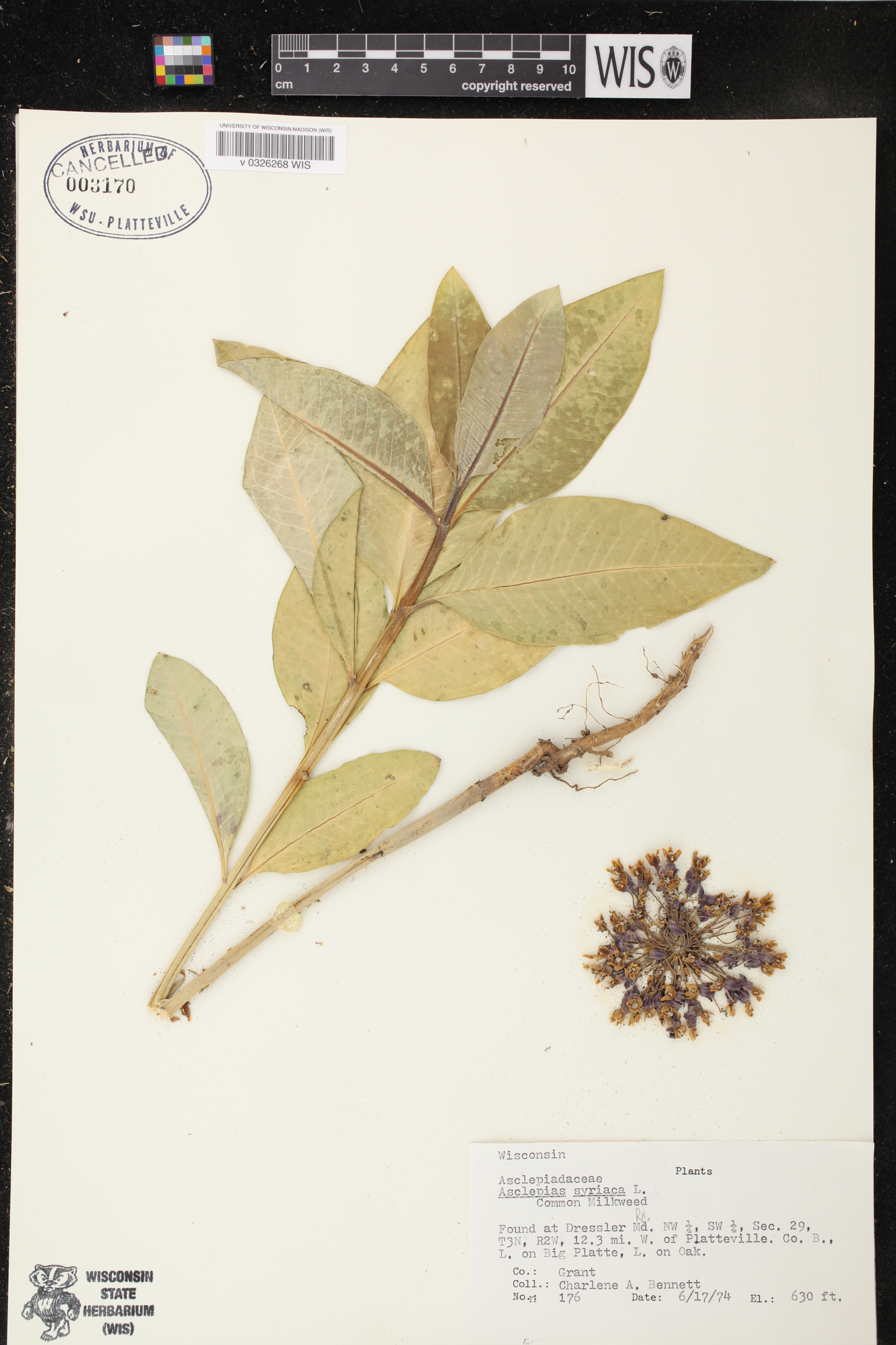 Asclepias syriaca image