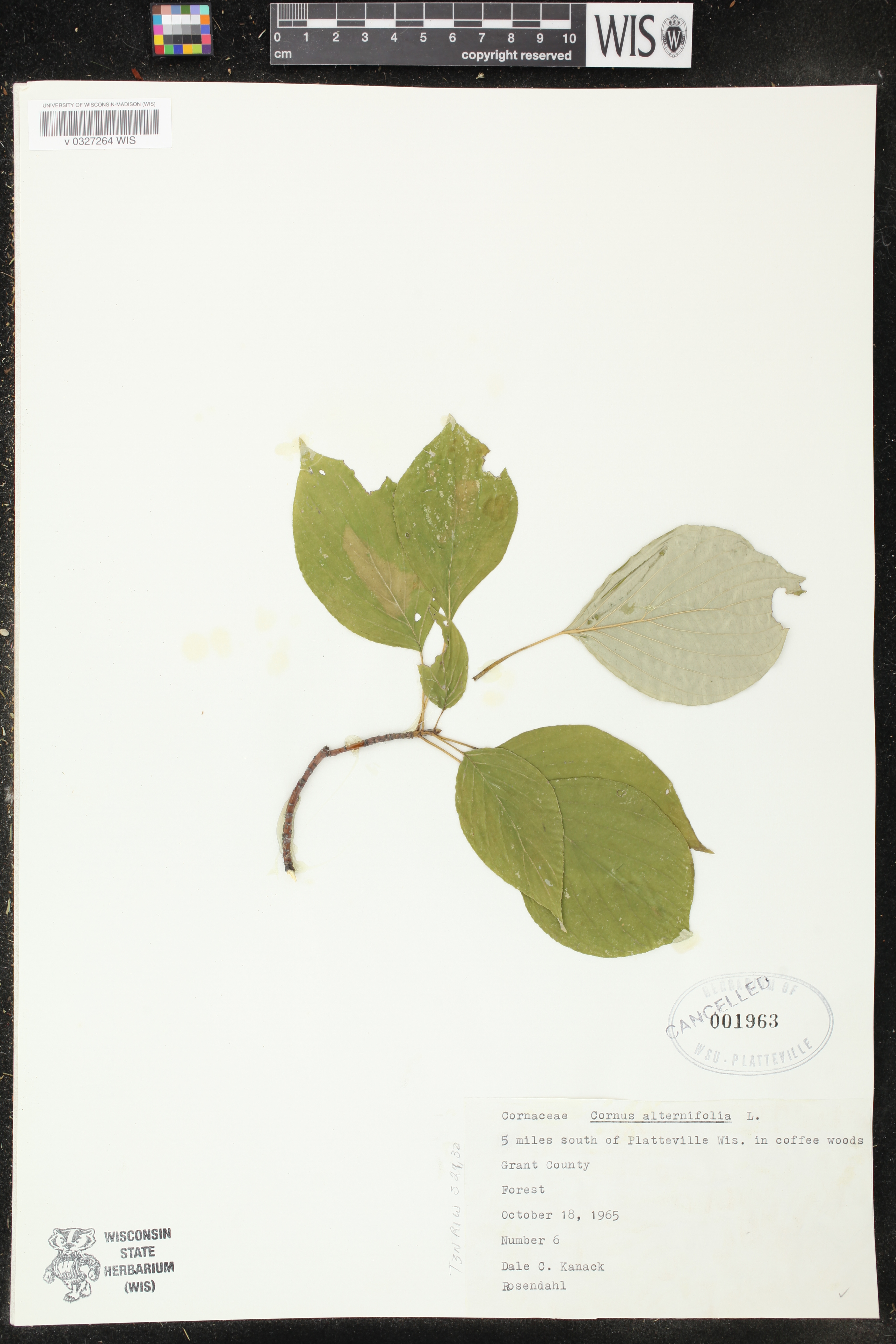 Cornus alternifolia image