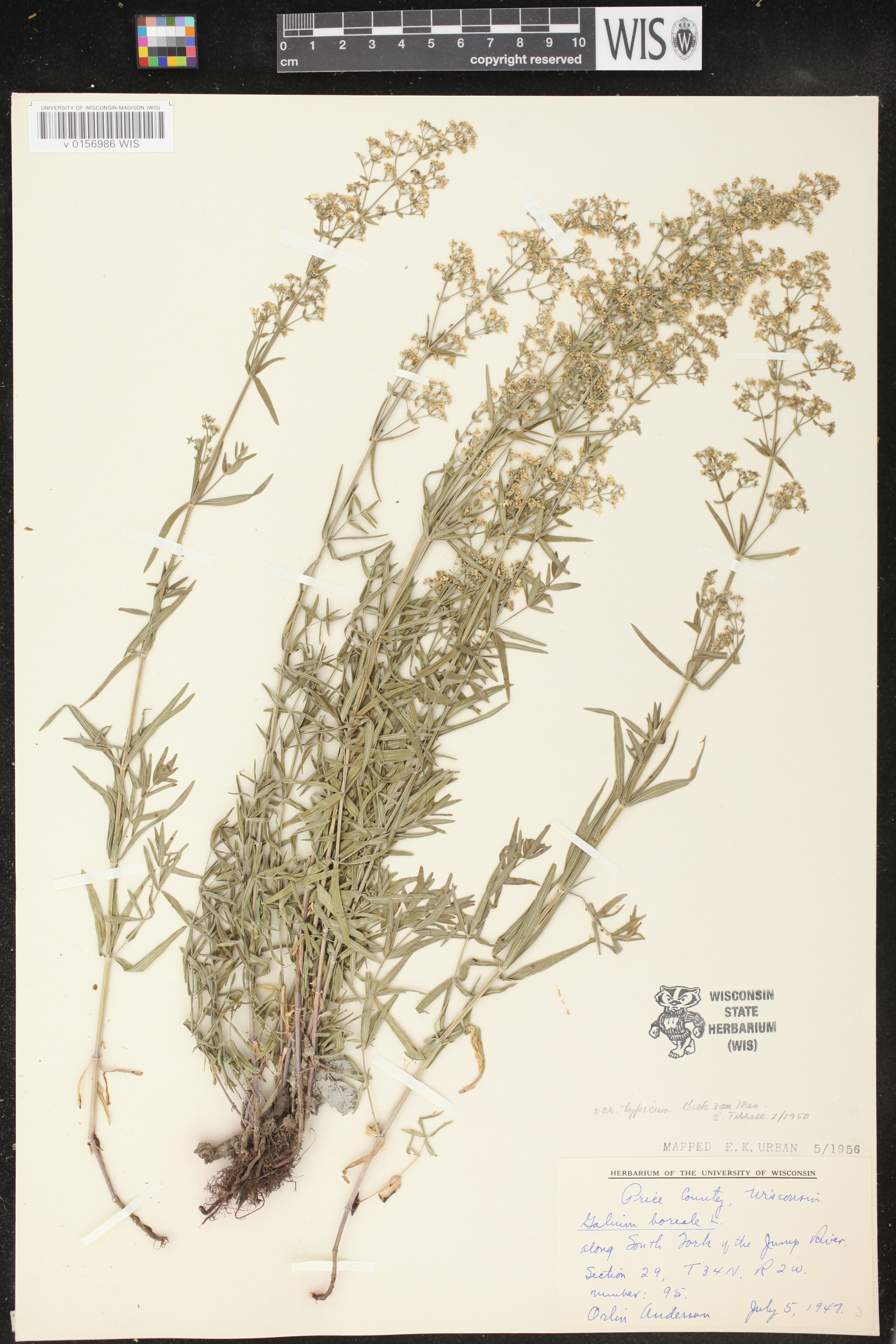 Galium boreale image