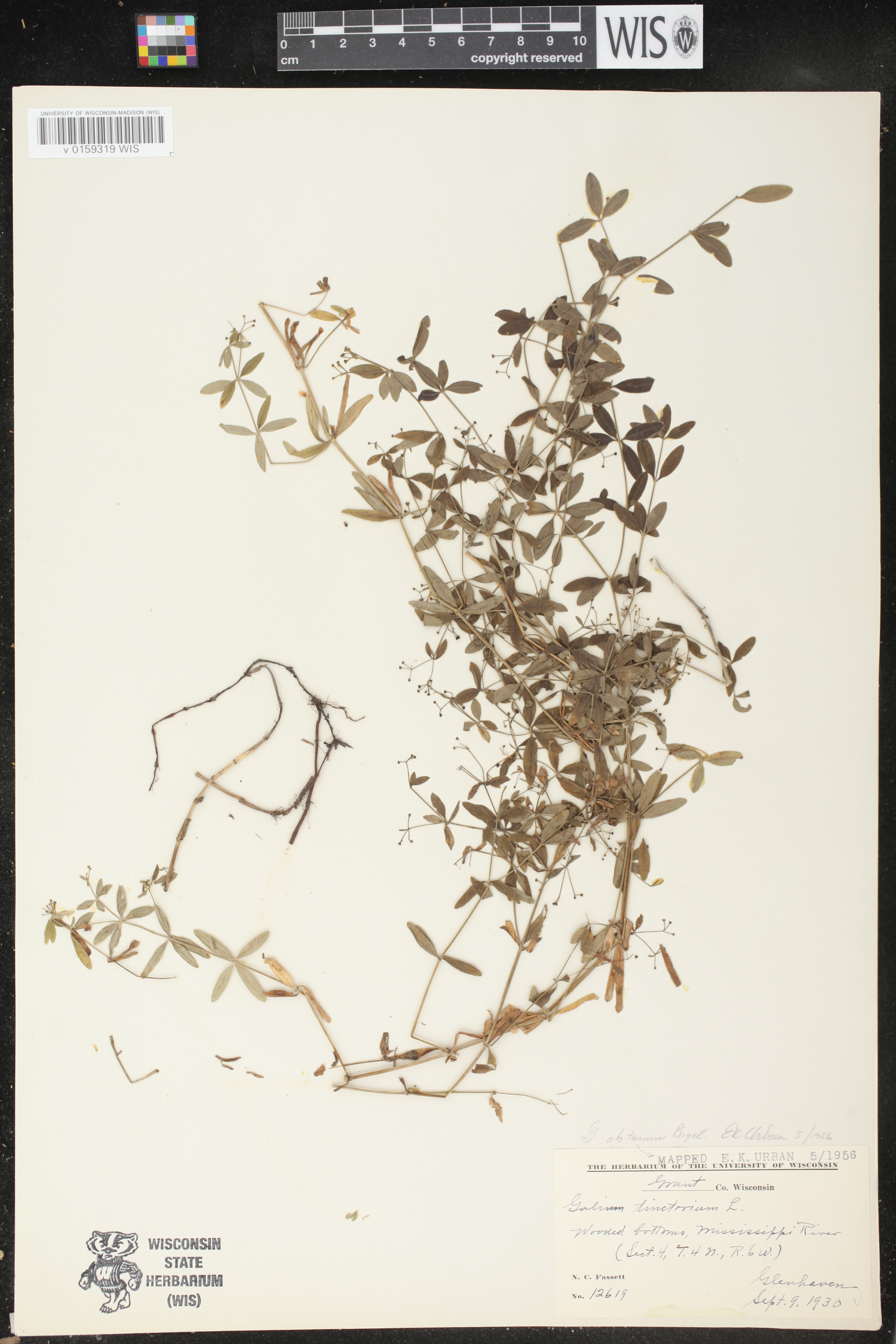 Galium obtusum subsp. obtusum image