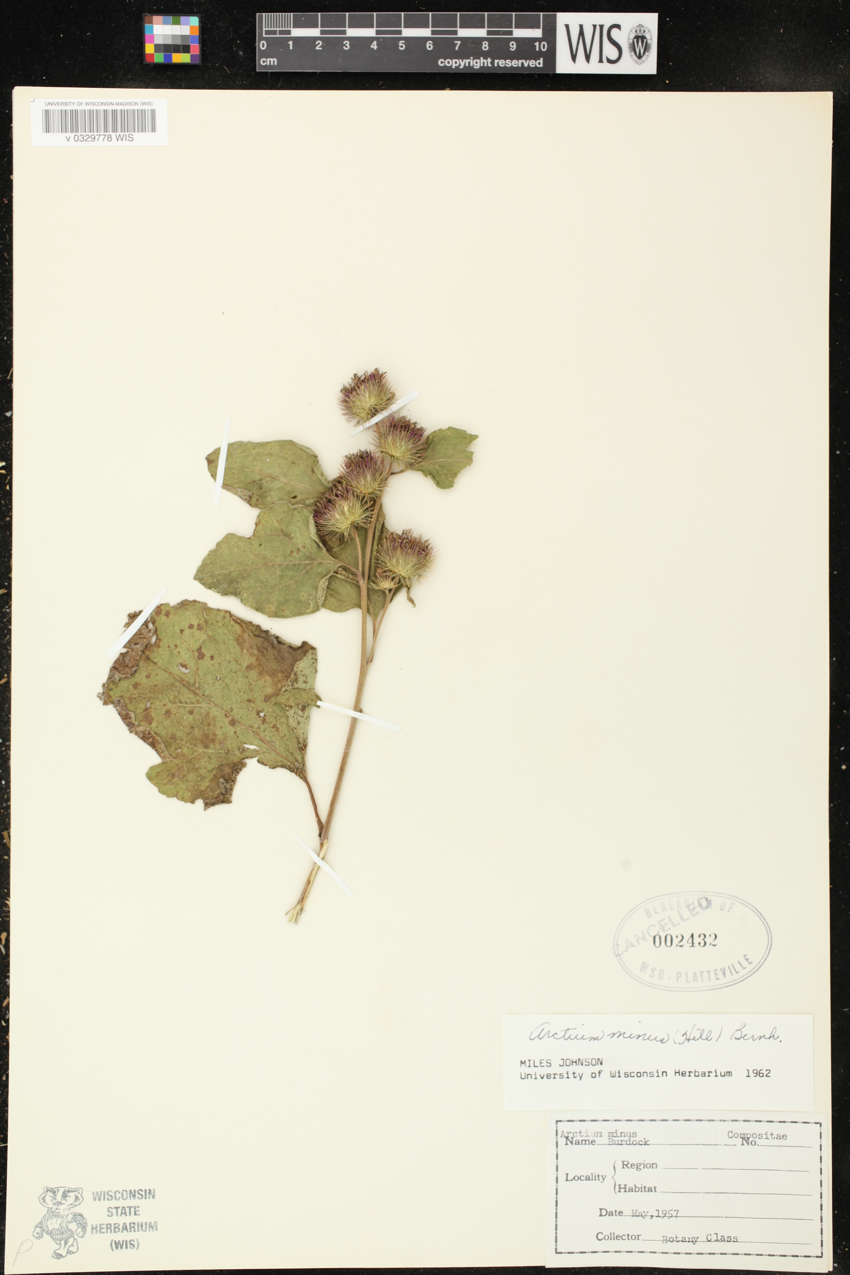 Arctium minus image