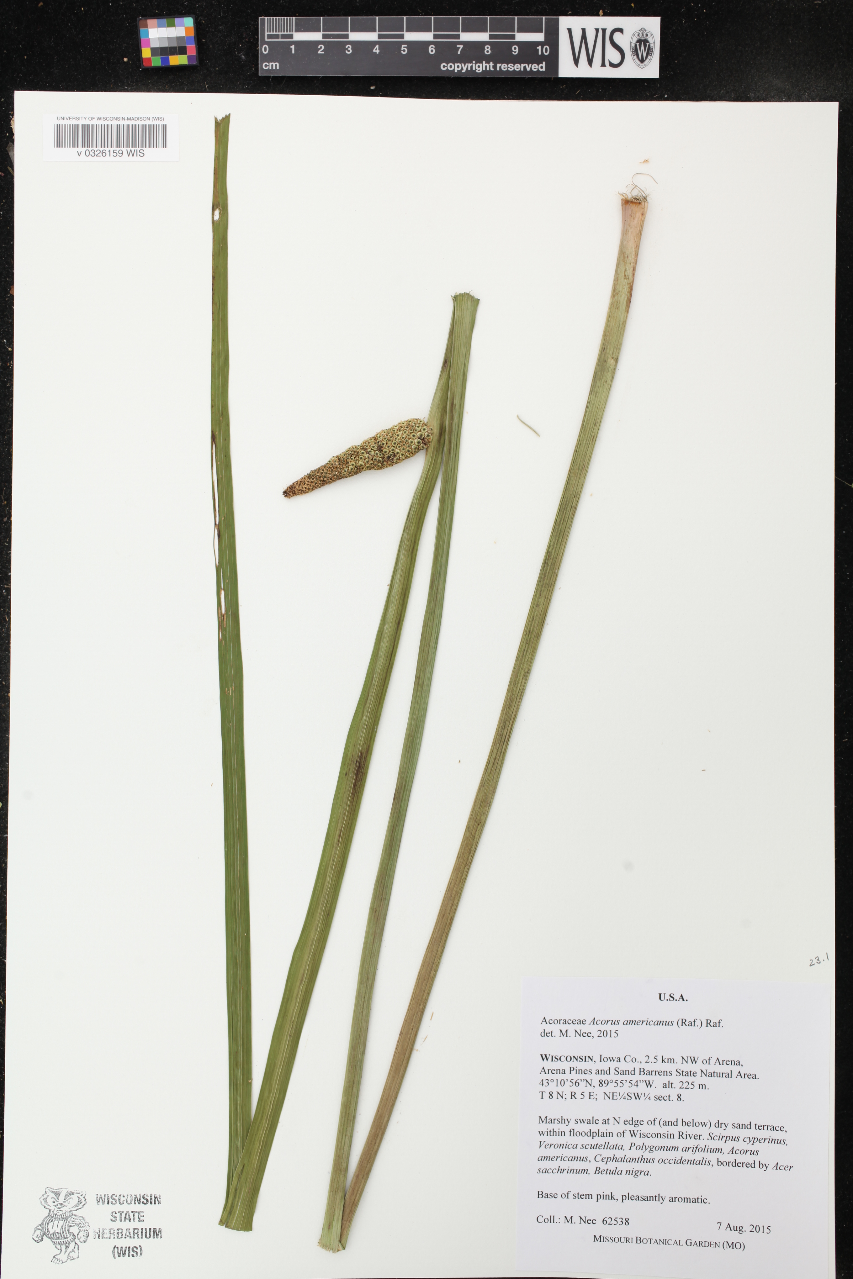 Acorus americanus image