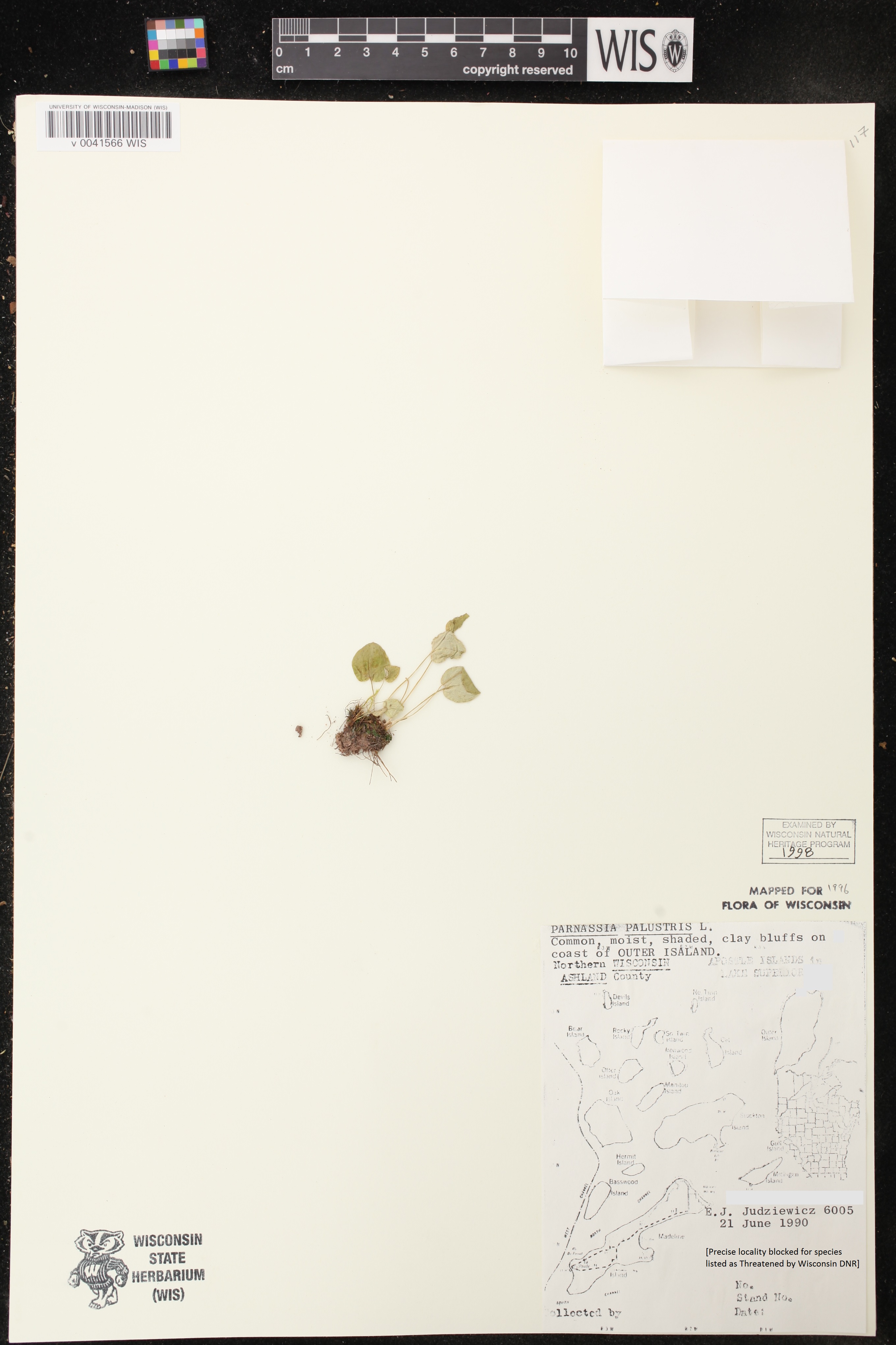 Parnassia palustris var. tenuis image