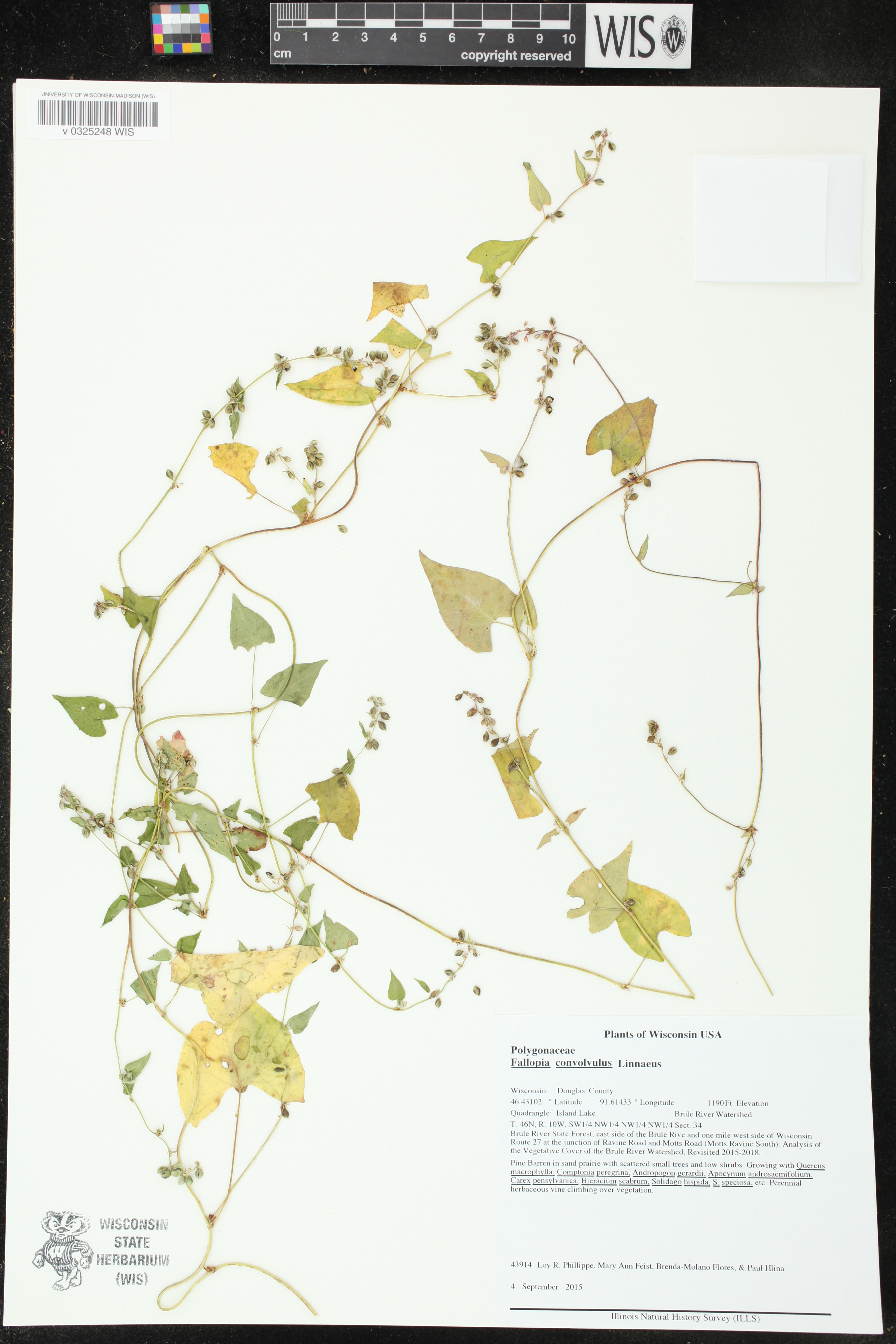 Fallopia convolvulus image