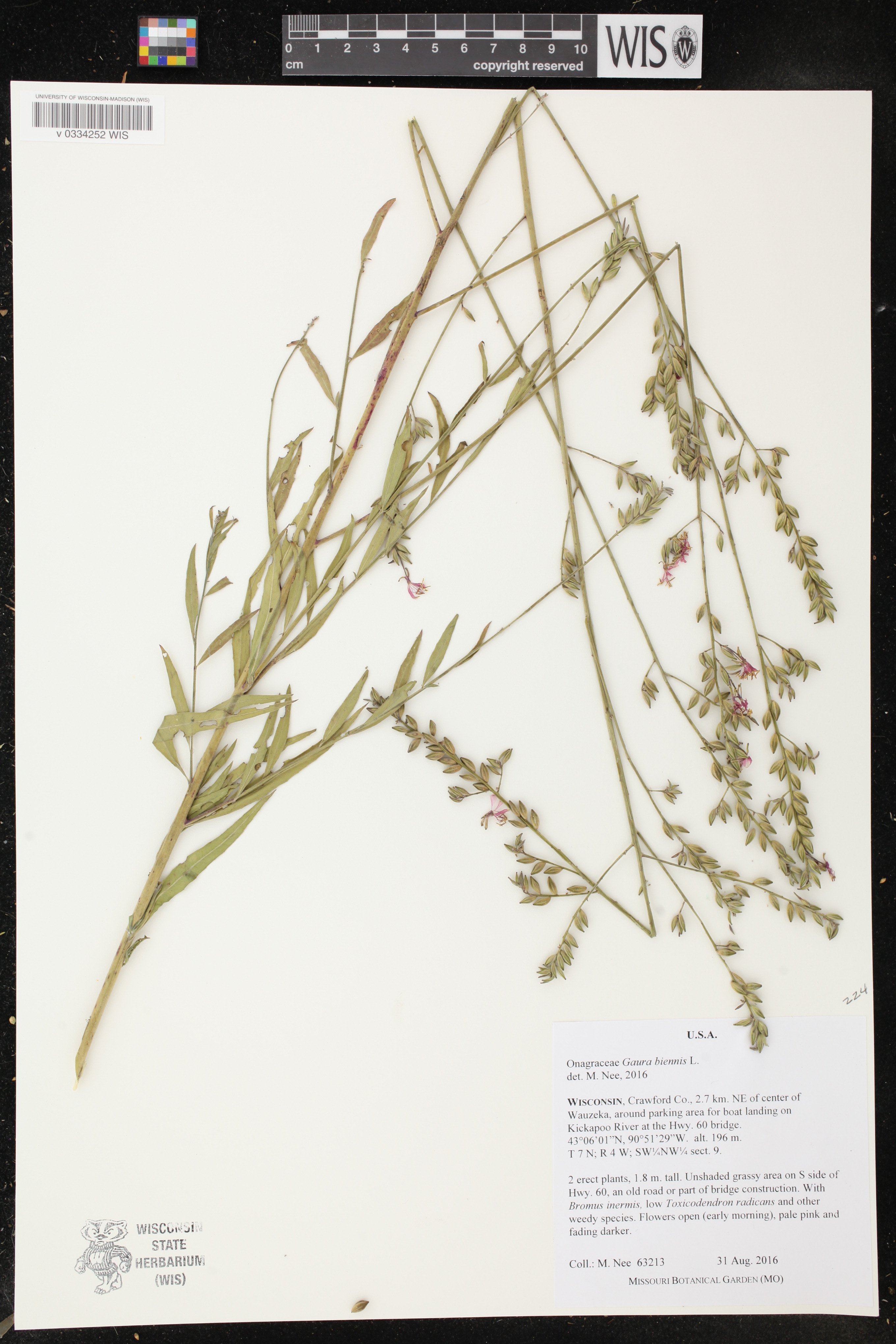 Oenothera gaura image