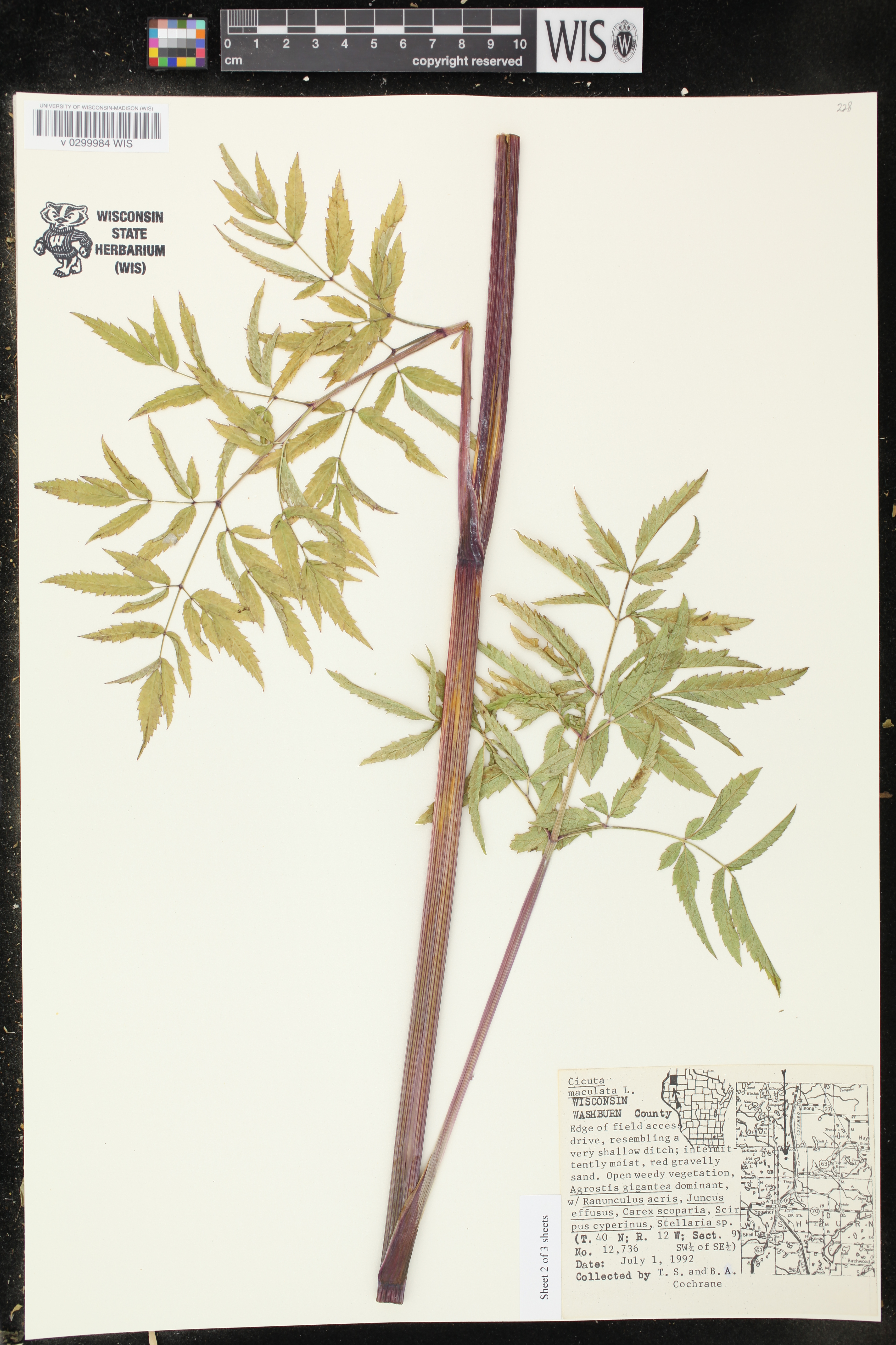 Cicuta maculata image