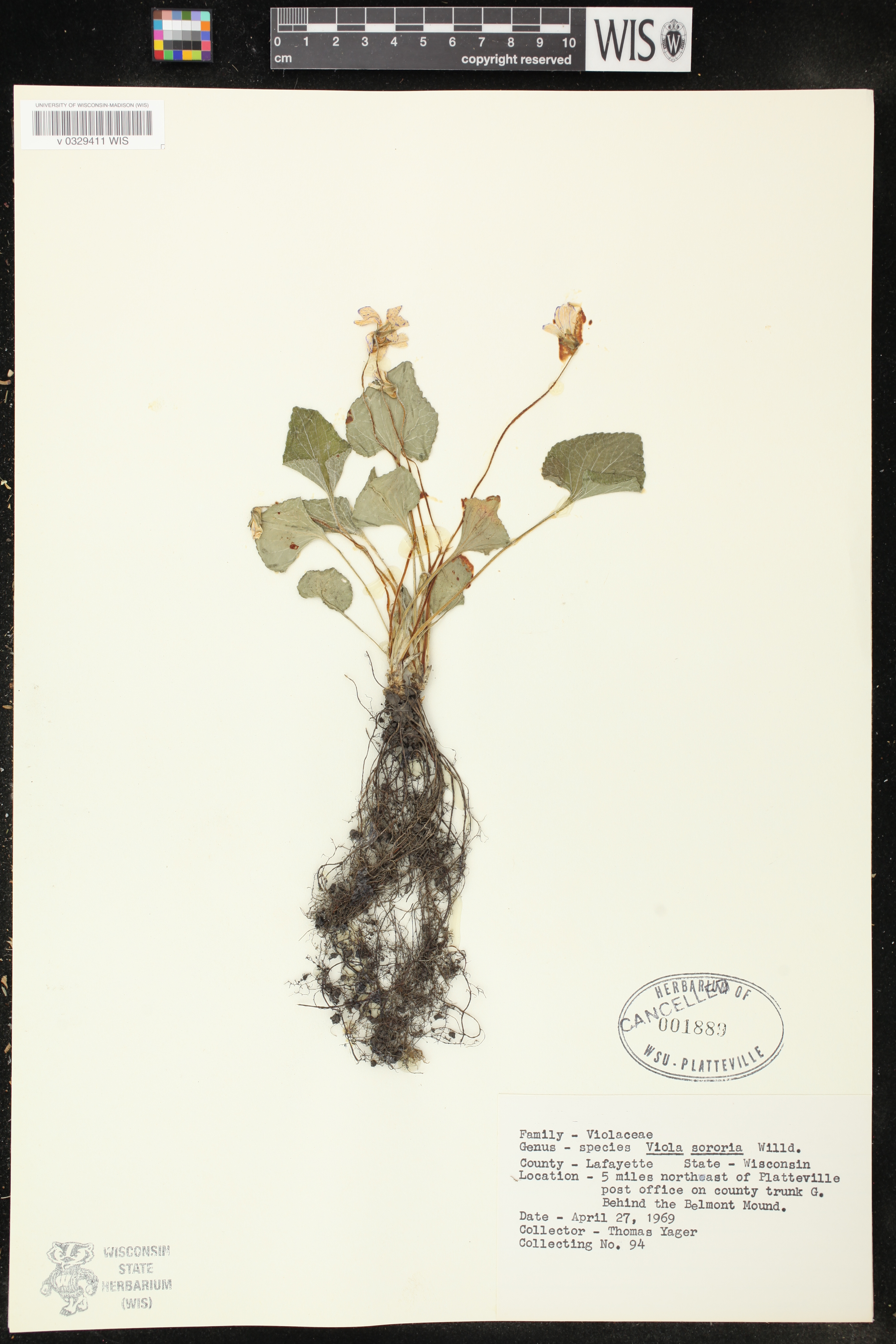 Viola sororia image