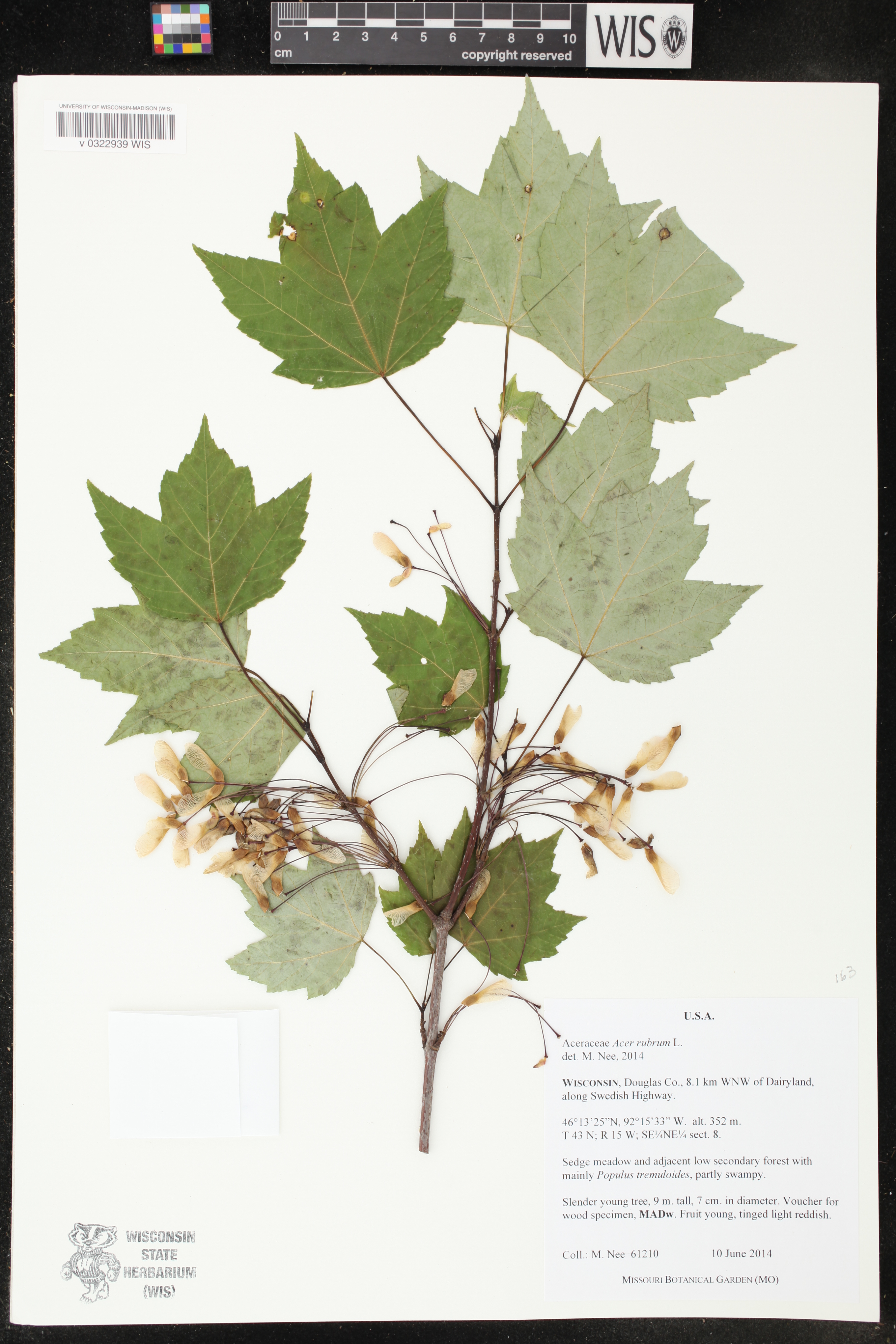 Acer rubrum image